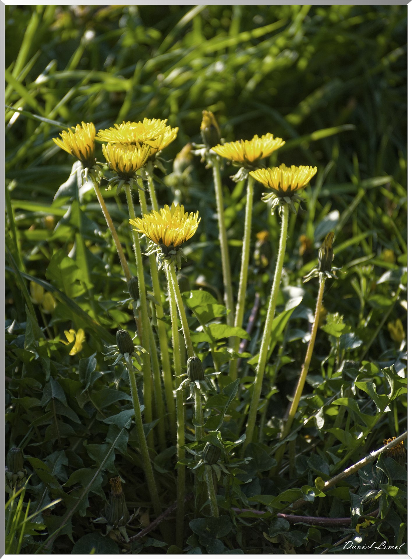 Saint-Pierre-de-Bailleul