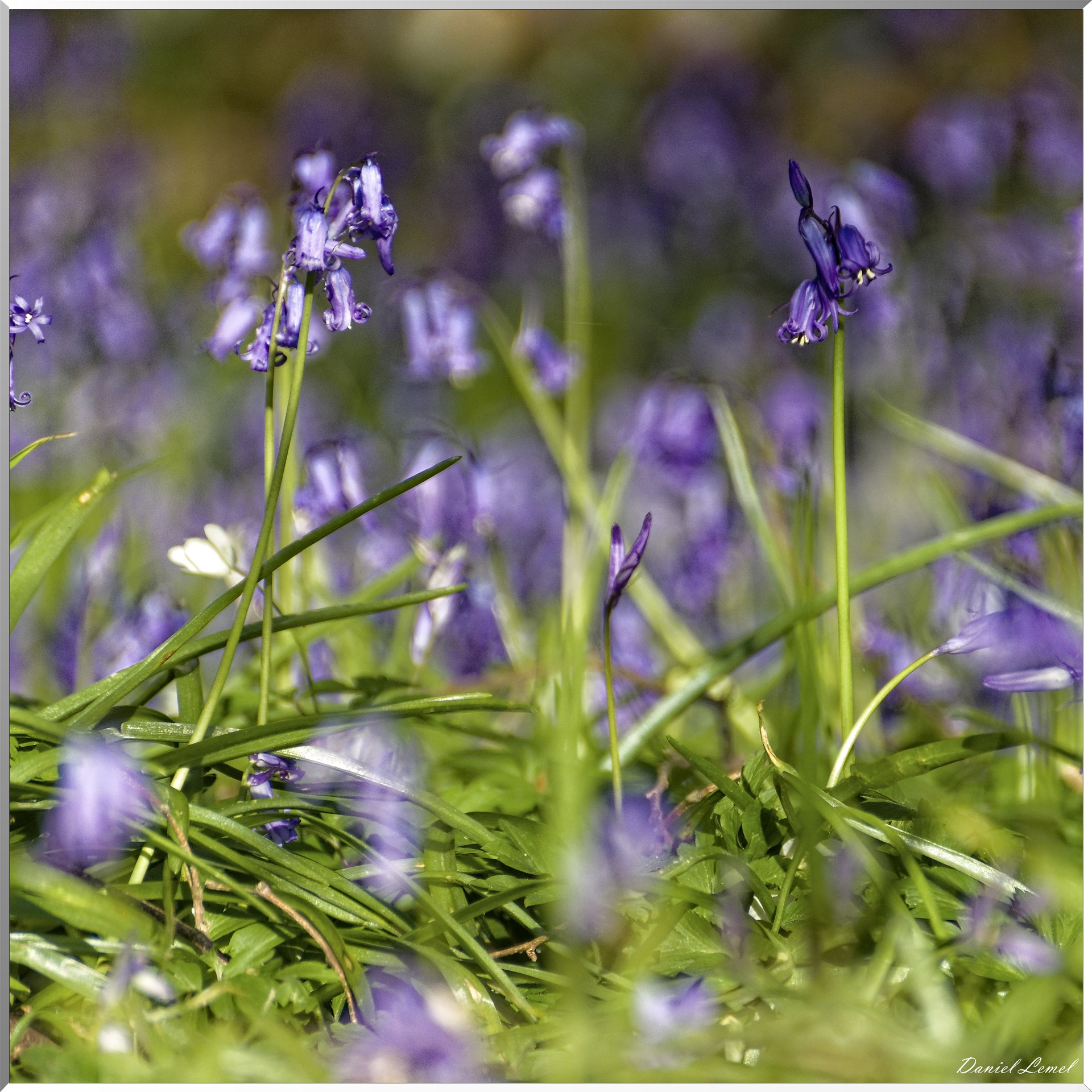 Saint-Pierre-de-Bailleul