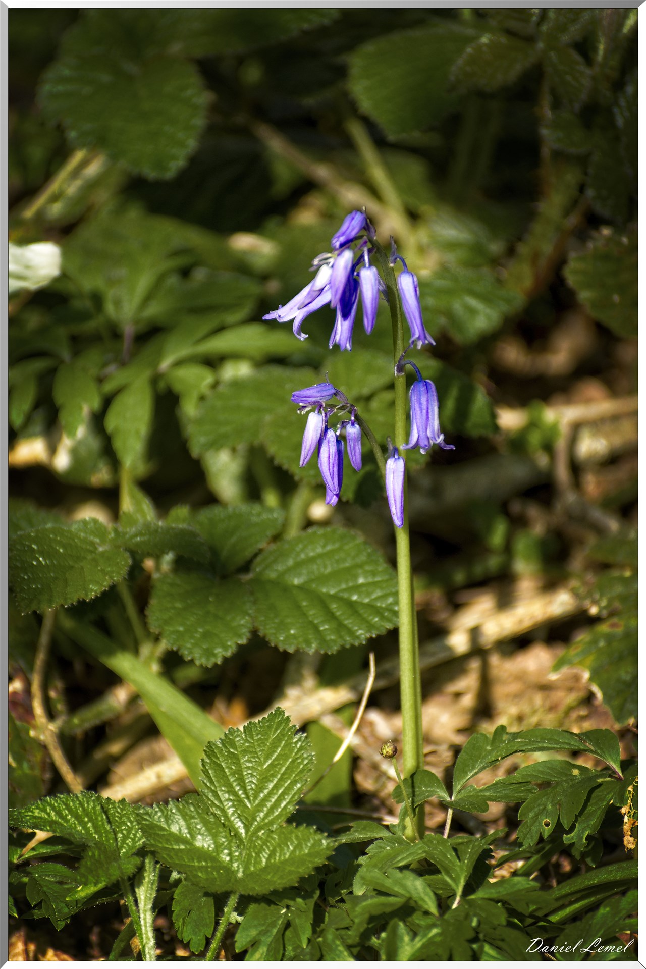 Saint-Pierre-de-Bailleul