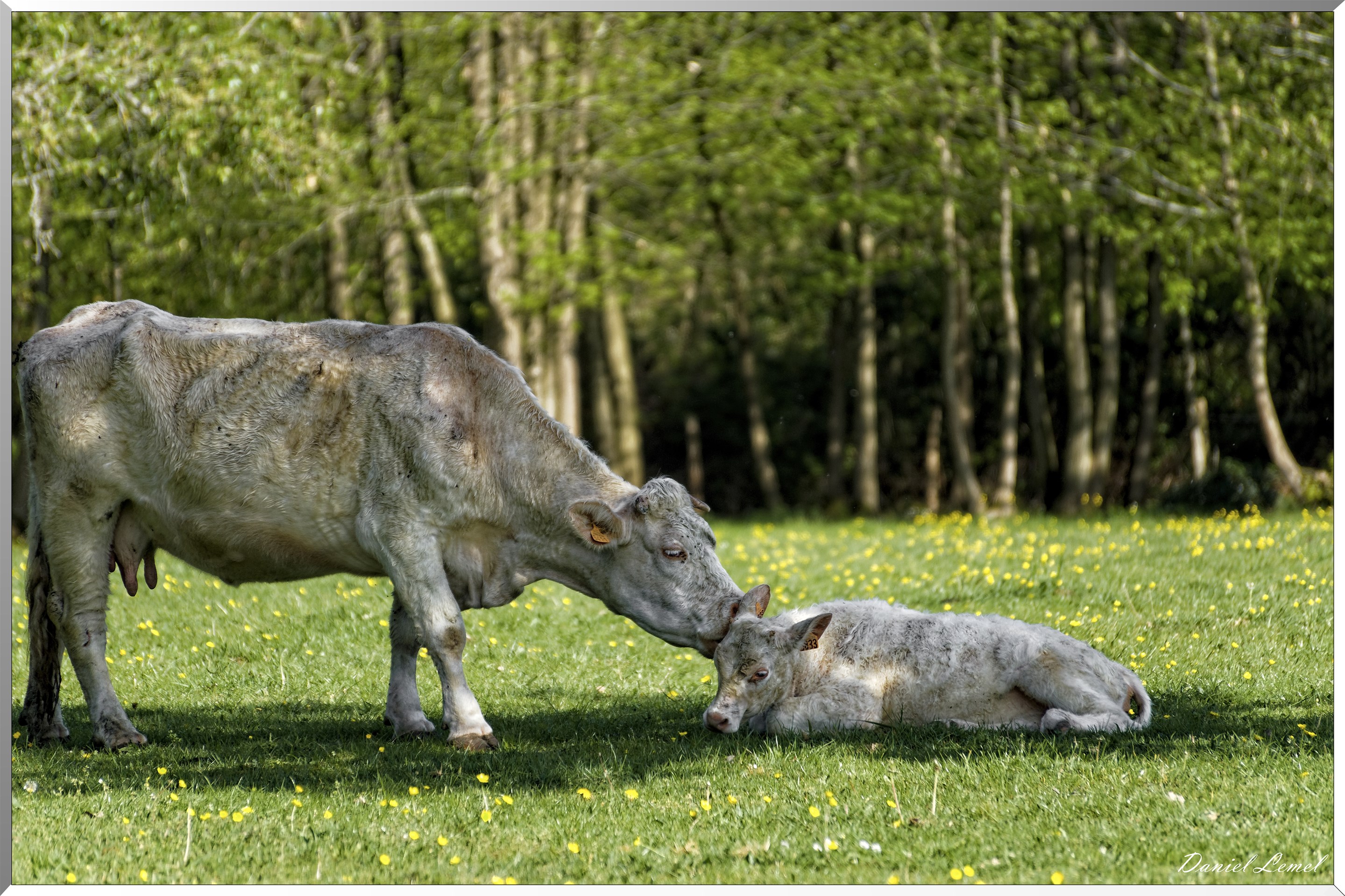 Saint-Pierre-de-Bailleul
