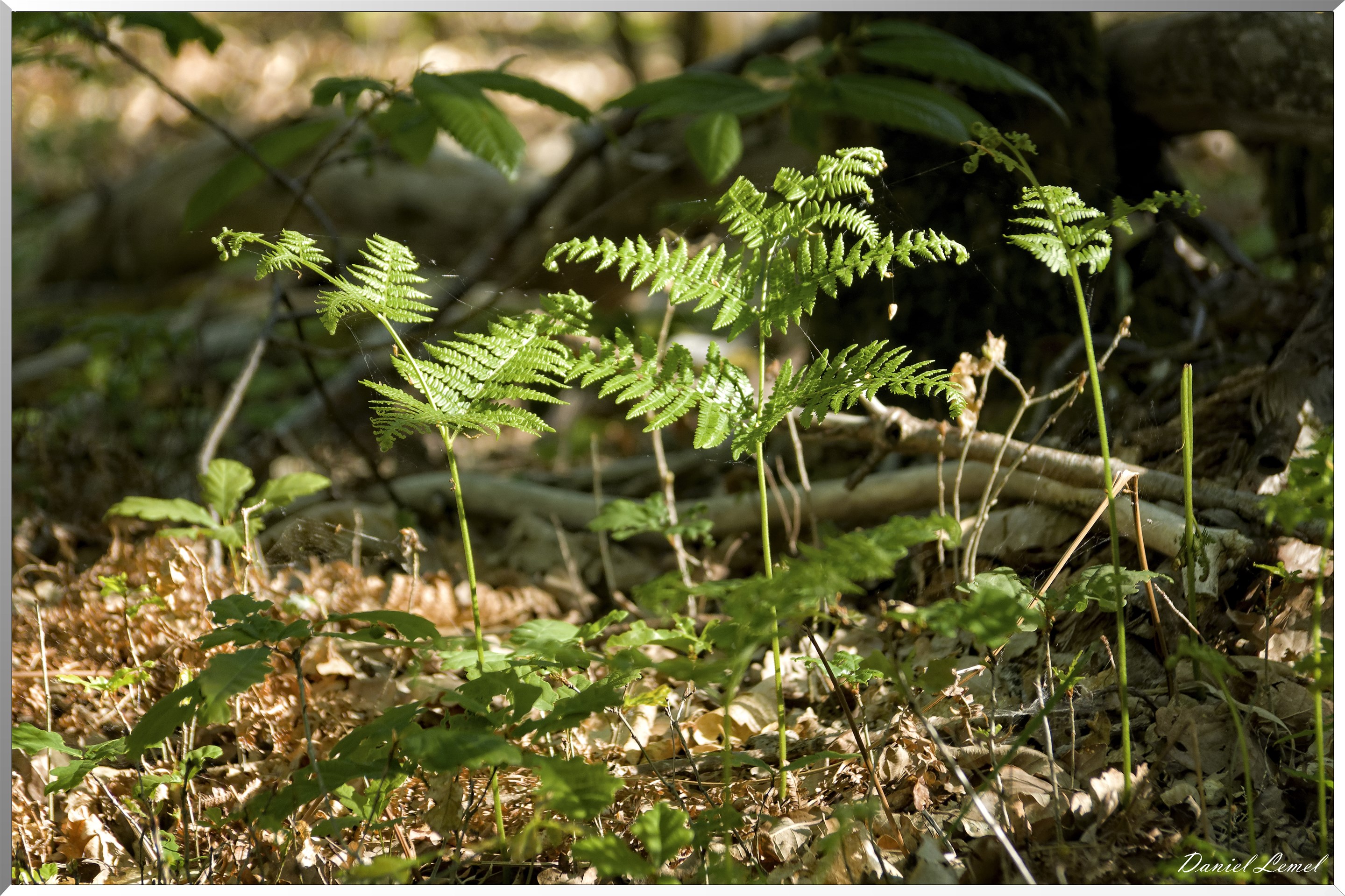 Saint-Pierre-de-Bailleul