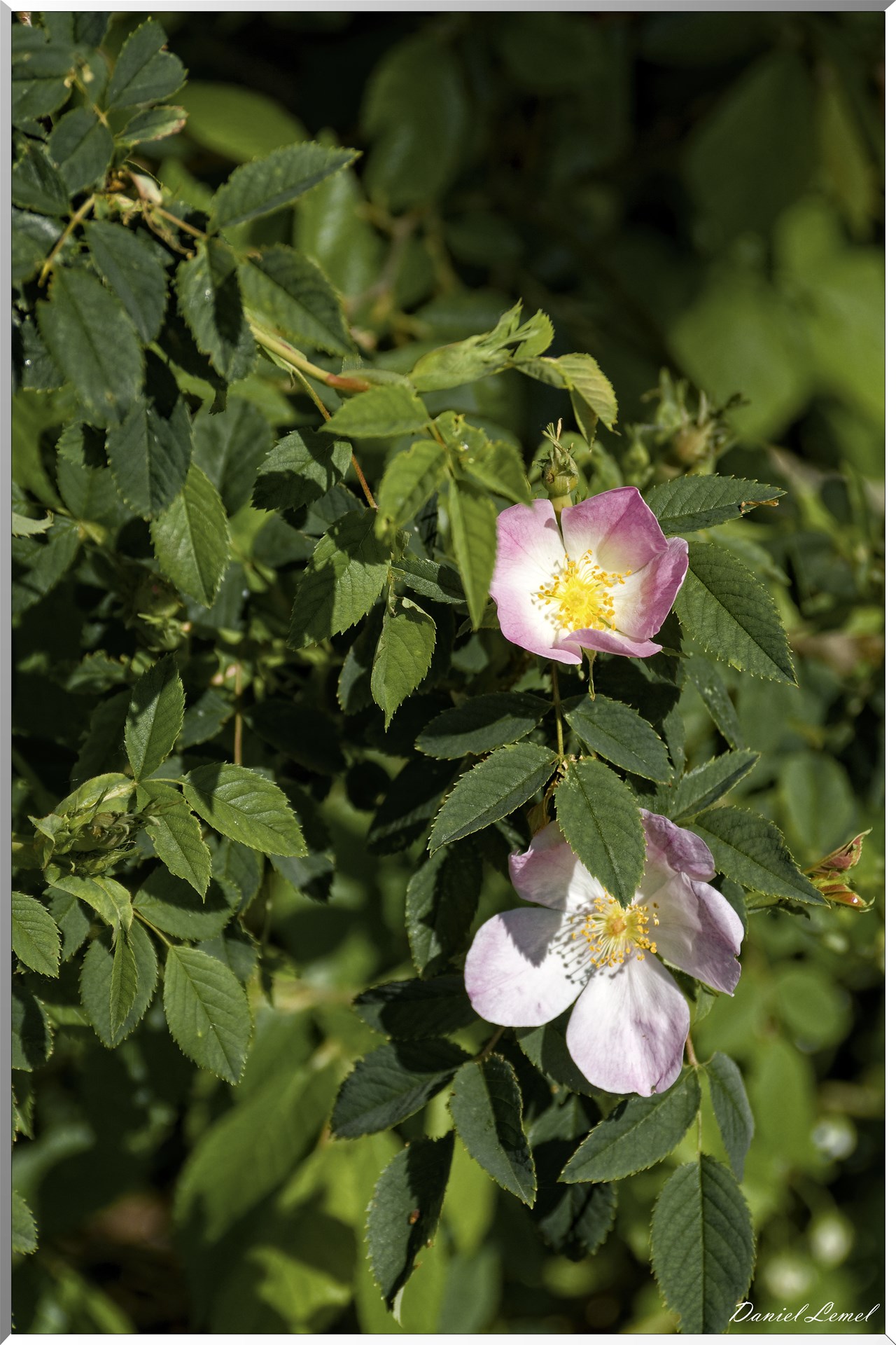 Saint-Pierre-de-Bailleul