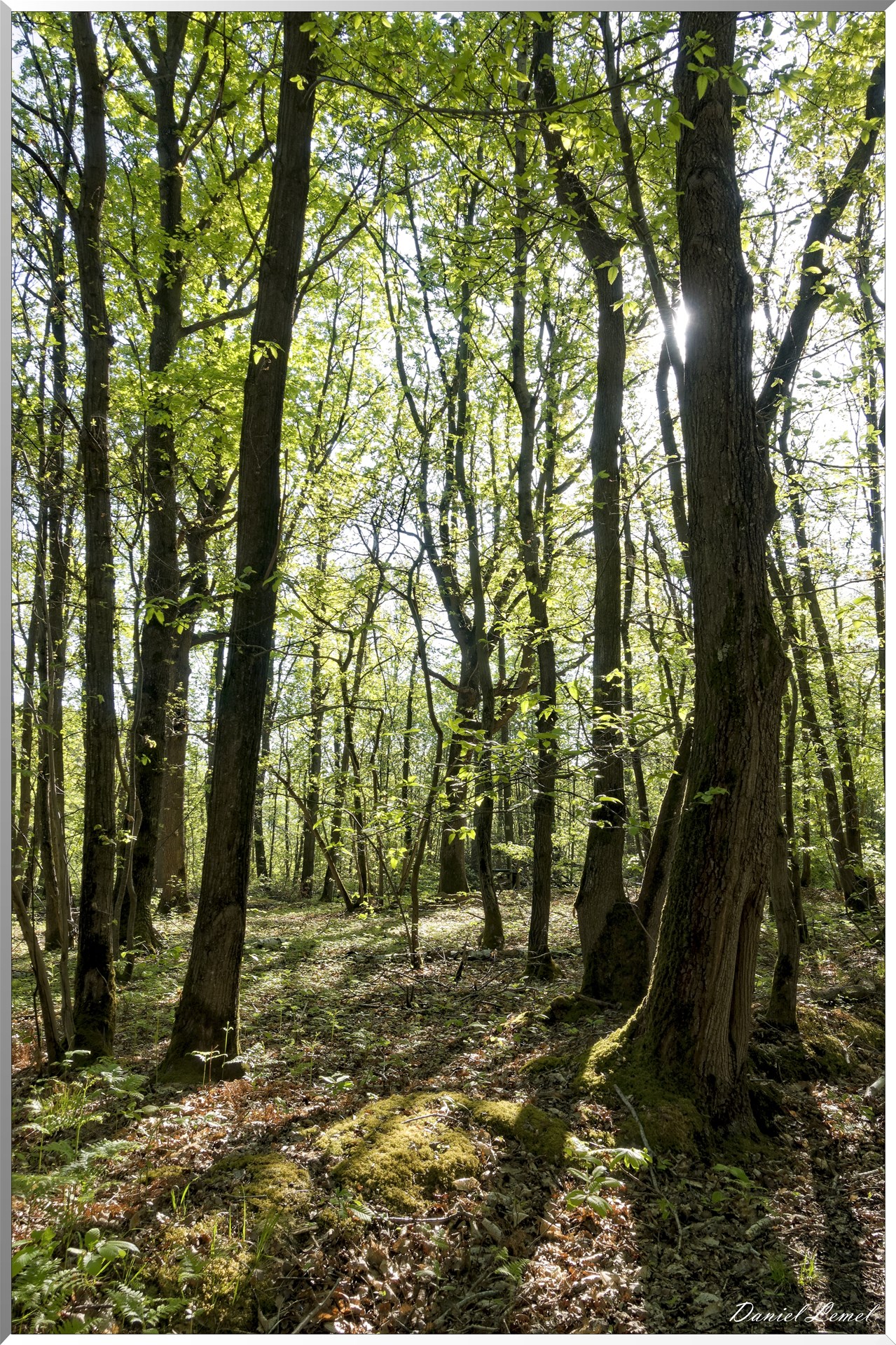 Saint-Pierre-de-Bailleul