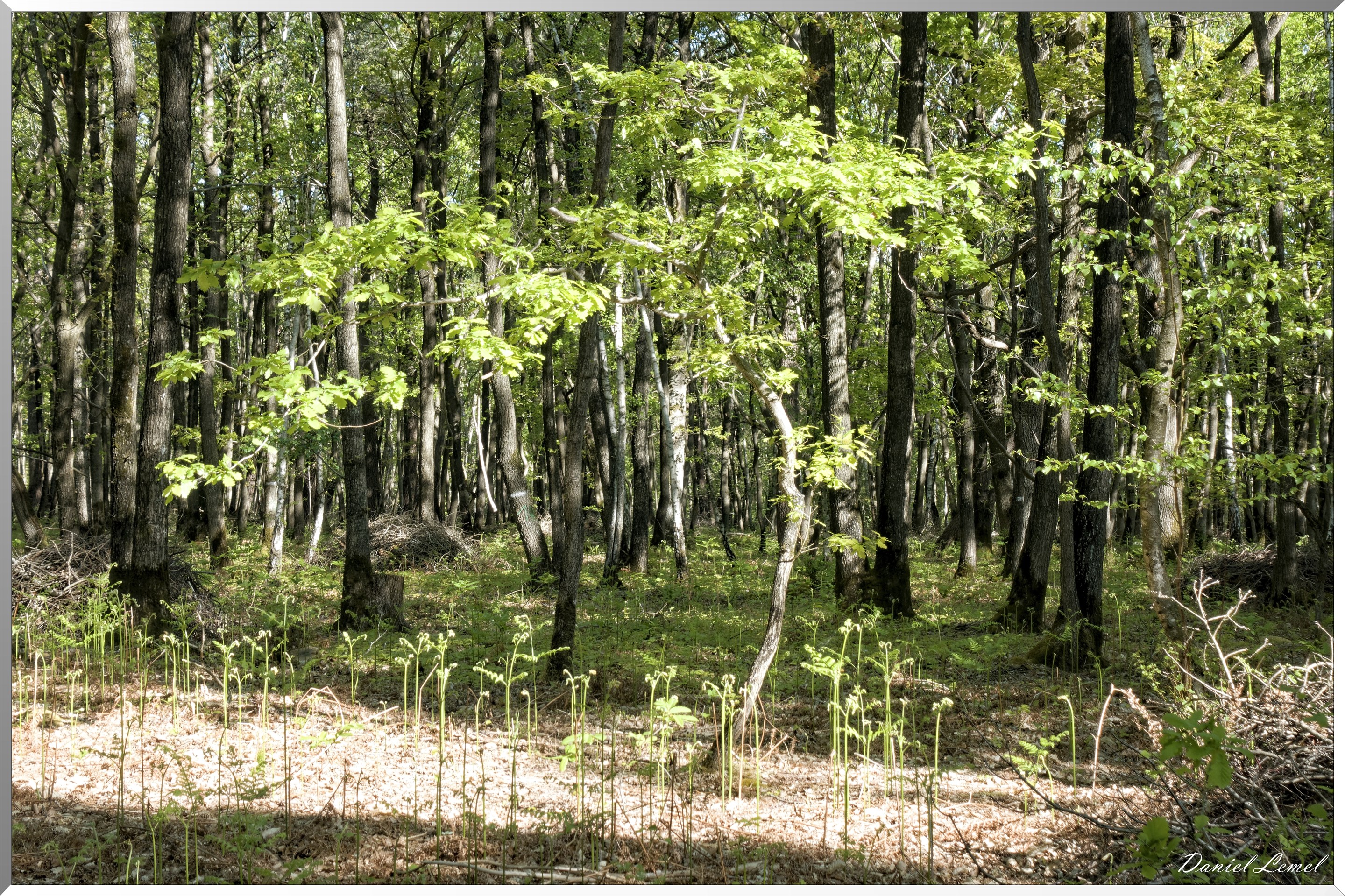 Saint-Pierre-de-Bailleul