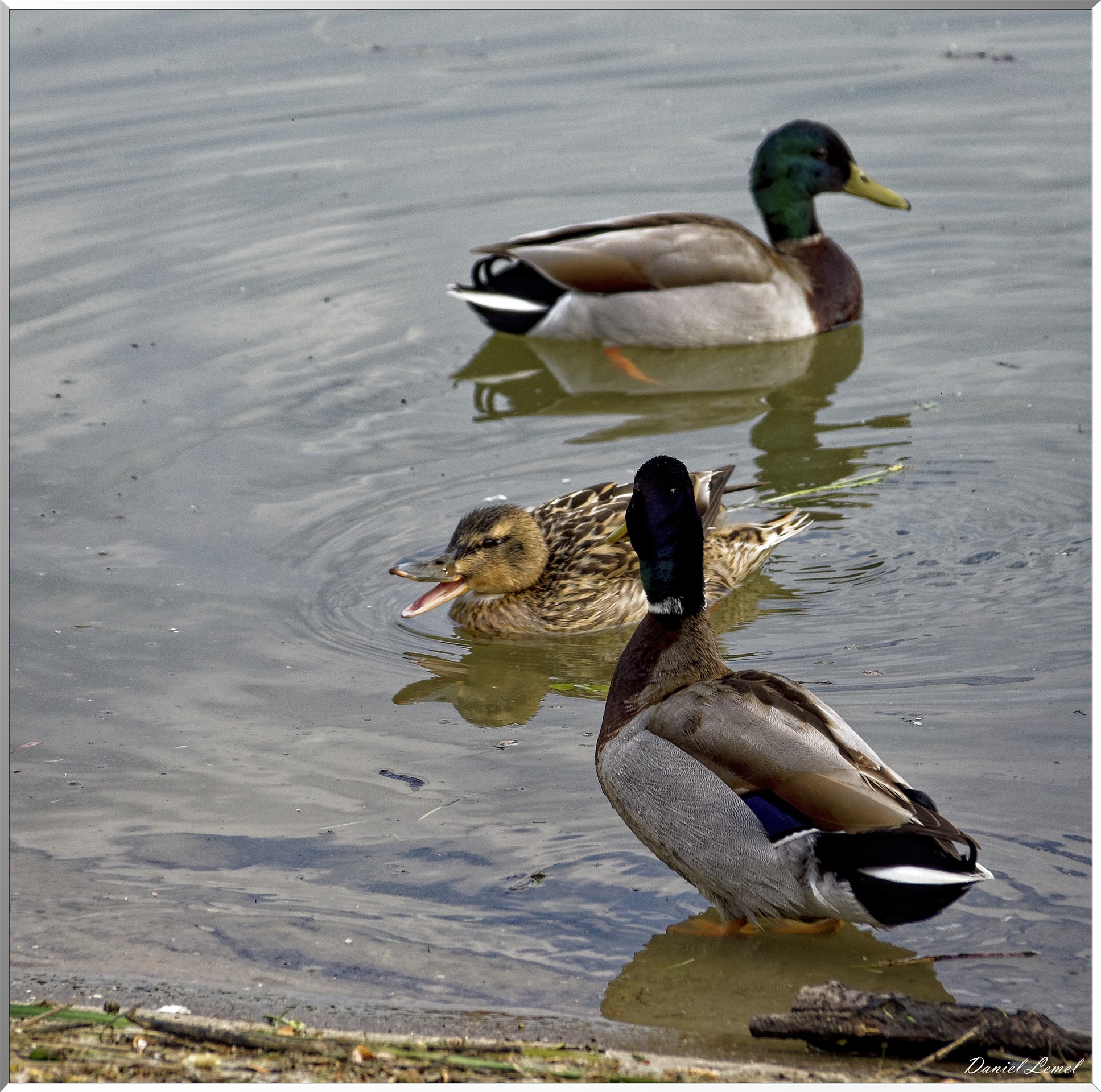 Saint-Pierre-de-Bailleul