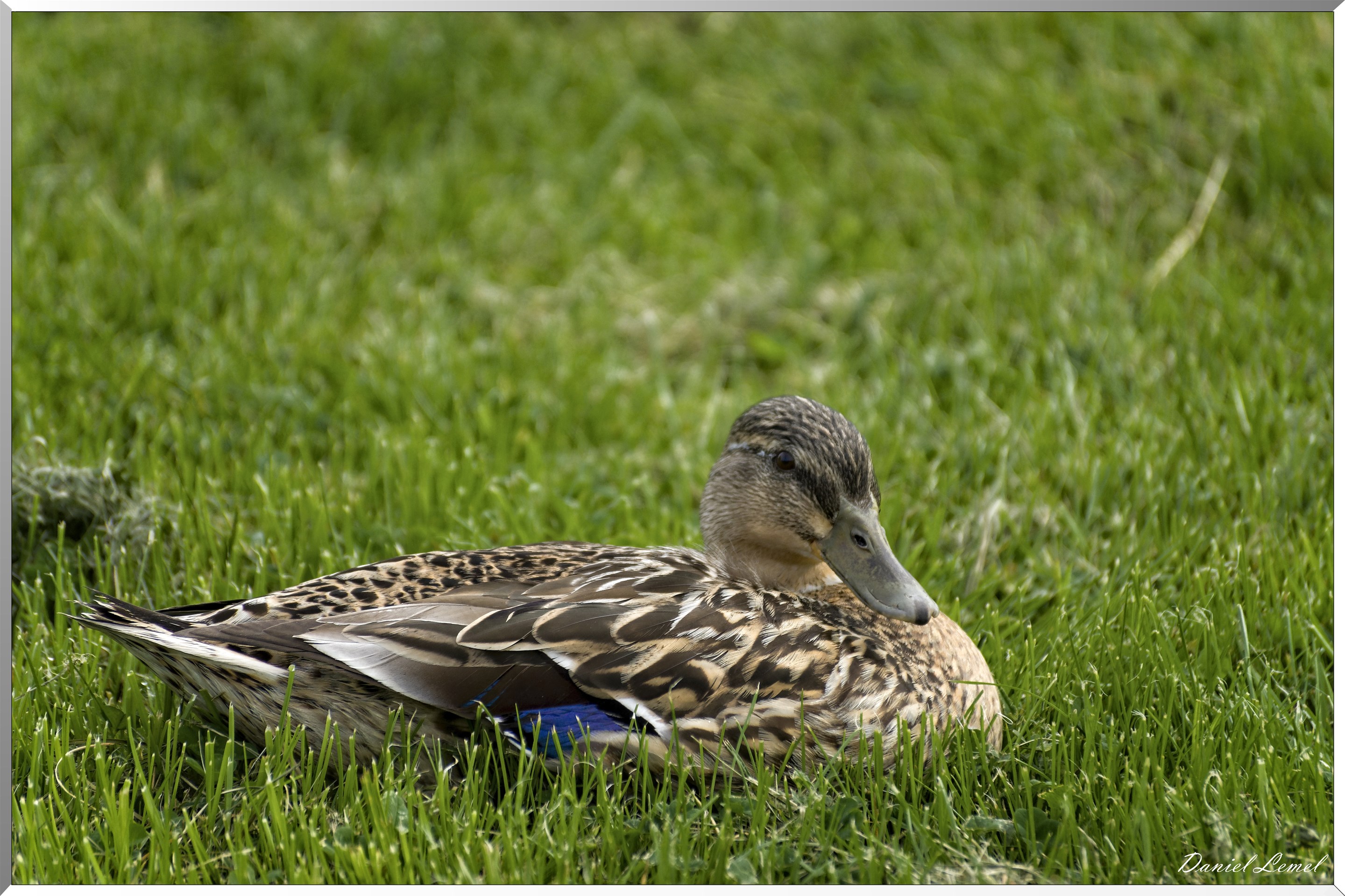 Saint-Pierre-de-Bailleul