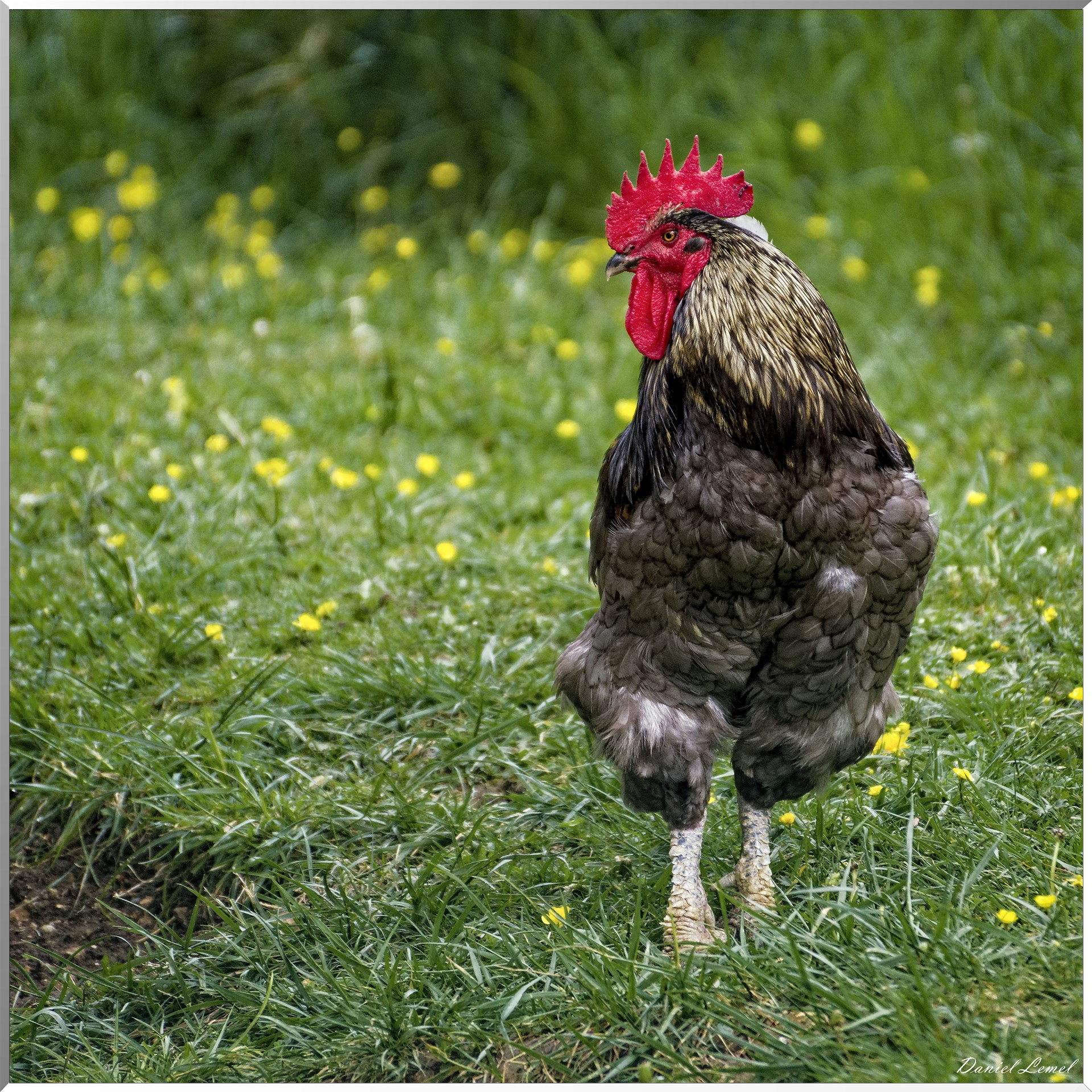 Saint-Pierre-de-Bailleul