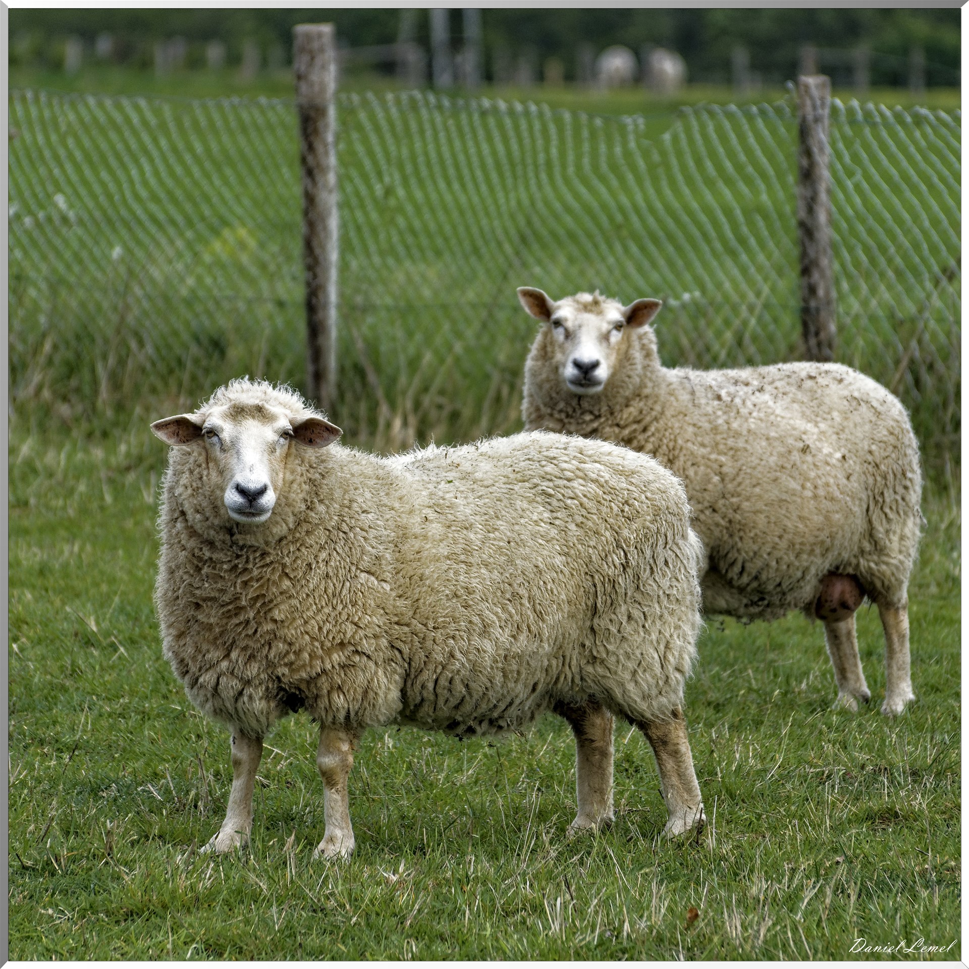 Saint-Pierre-de-Bailleul