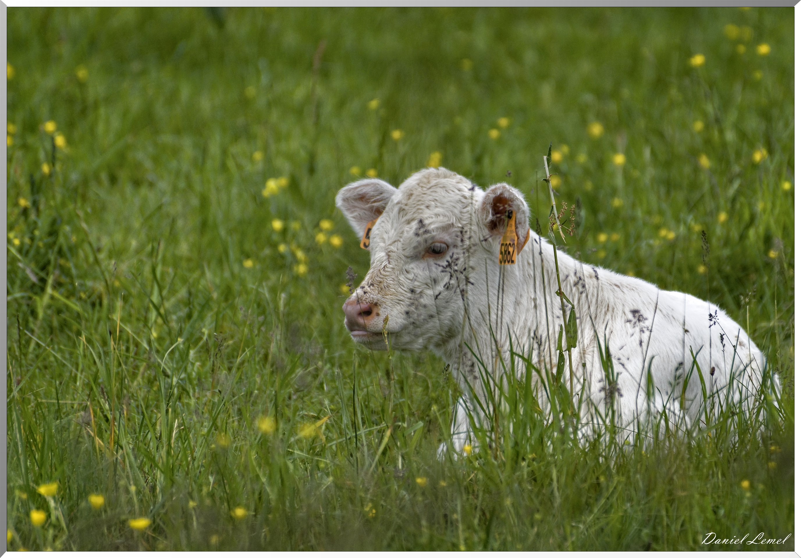 Saint-Pierre-de-Bailleul