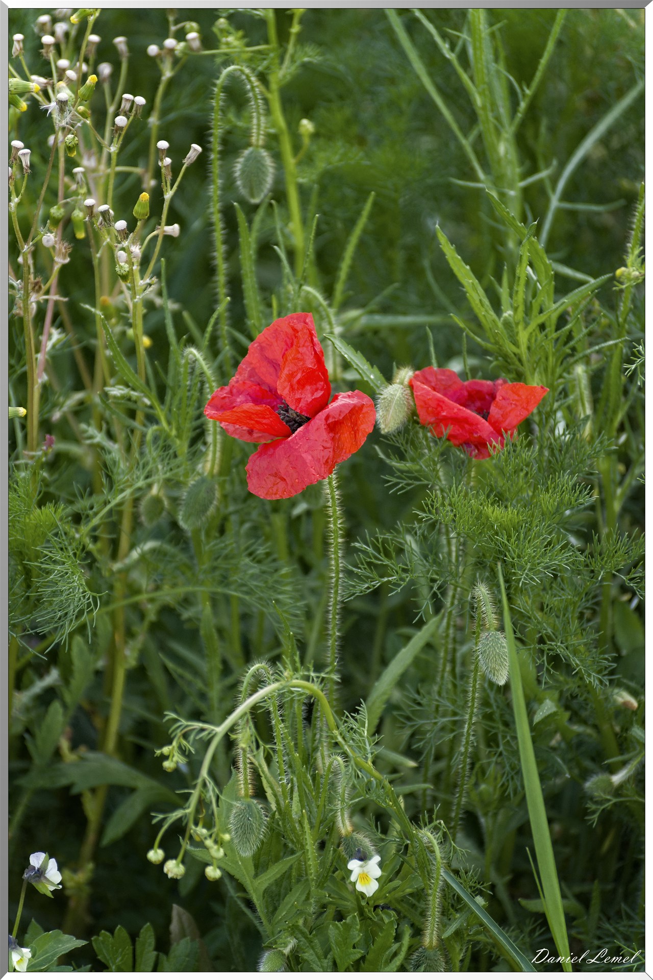 Saint-Pierre-de-Bailleul