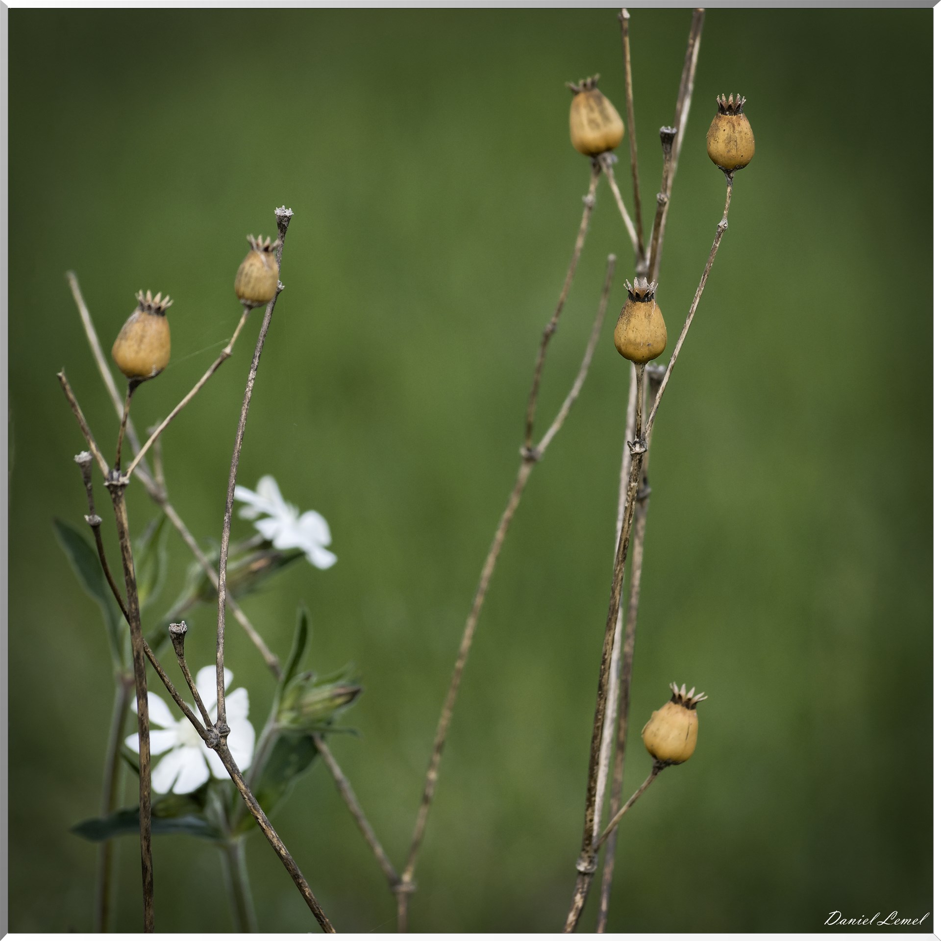 Saint-Pierre-de-Bailleul