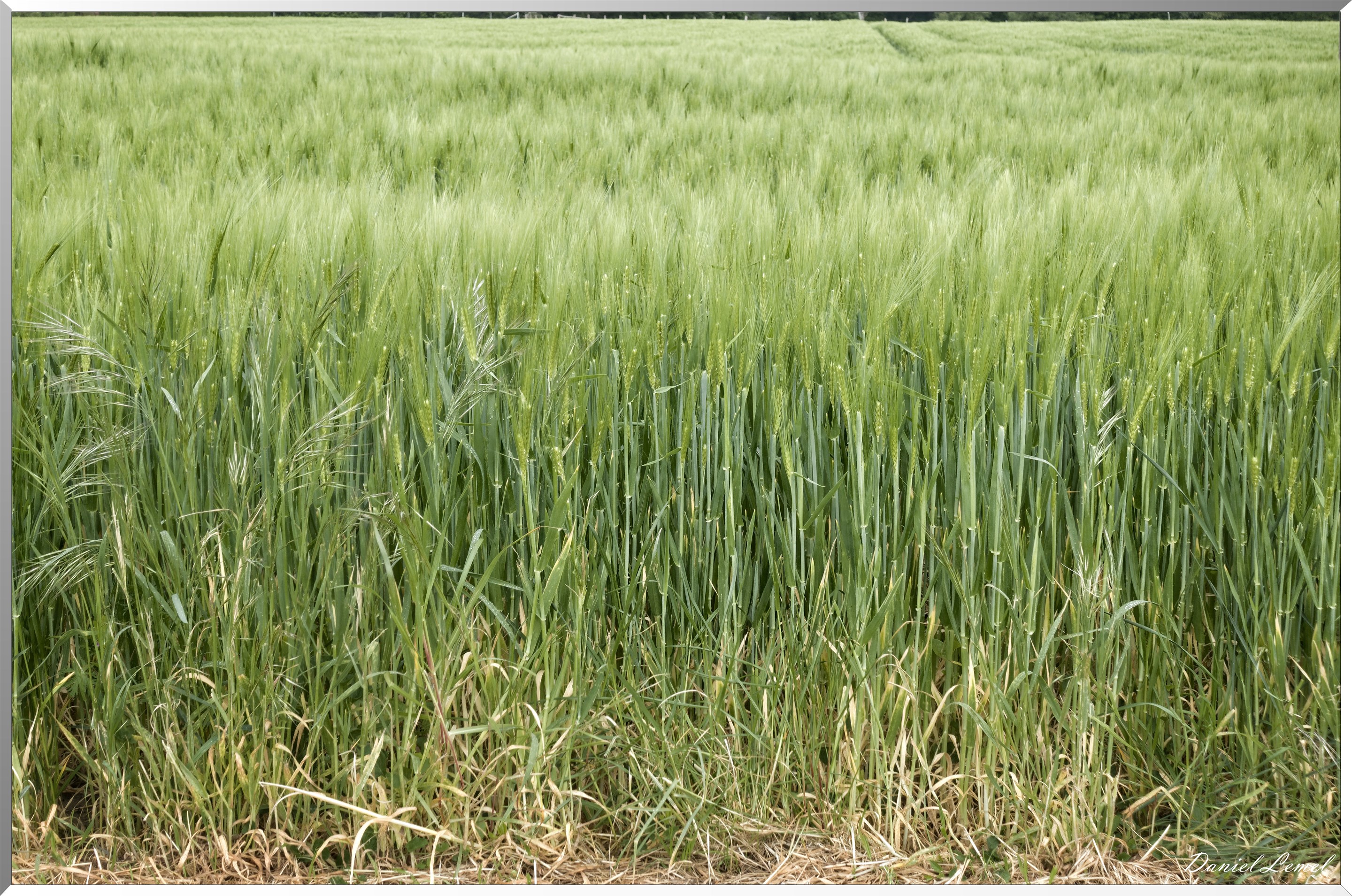 Saint-Pierre-de-Bailleul