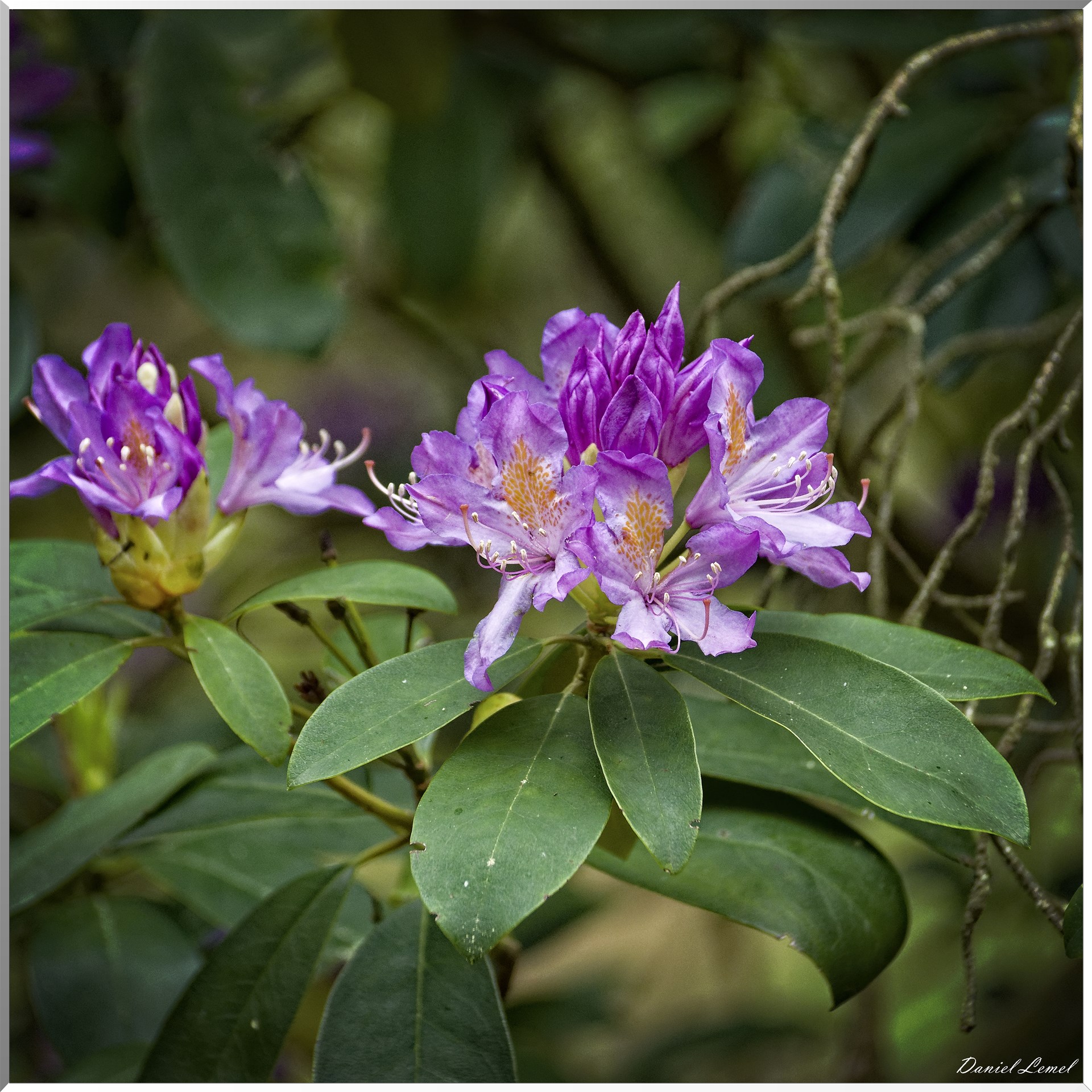 Saint-Pierre-de-Bailleul