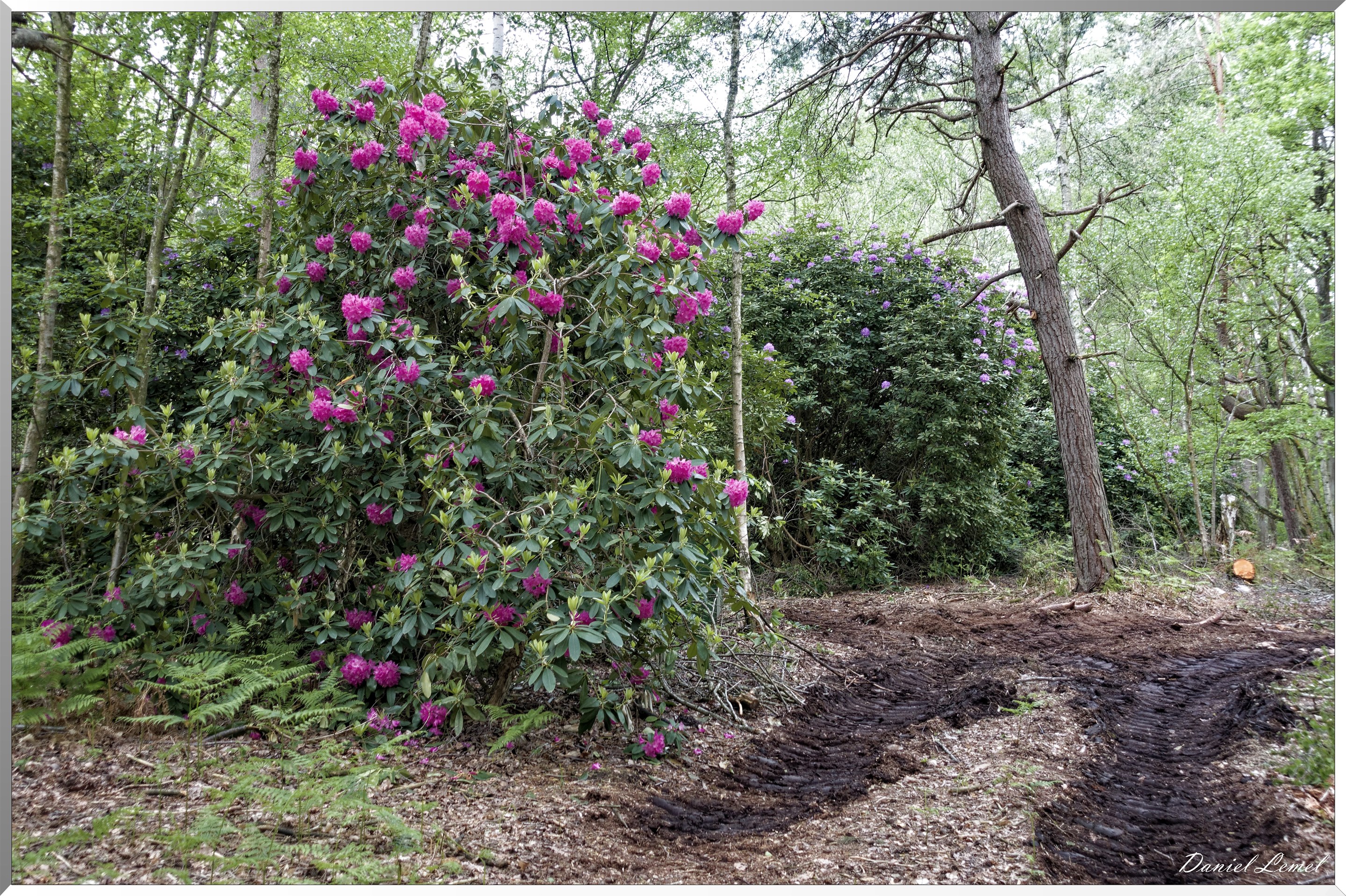 Saint-Pierre-de-Bailleul