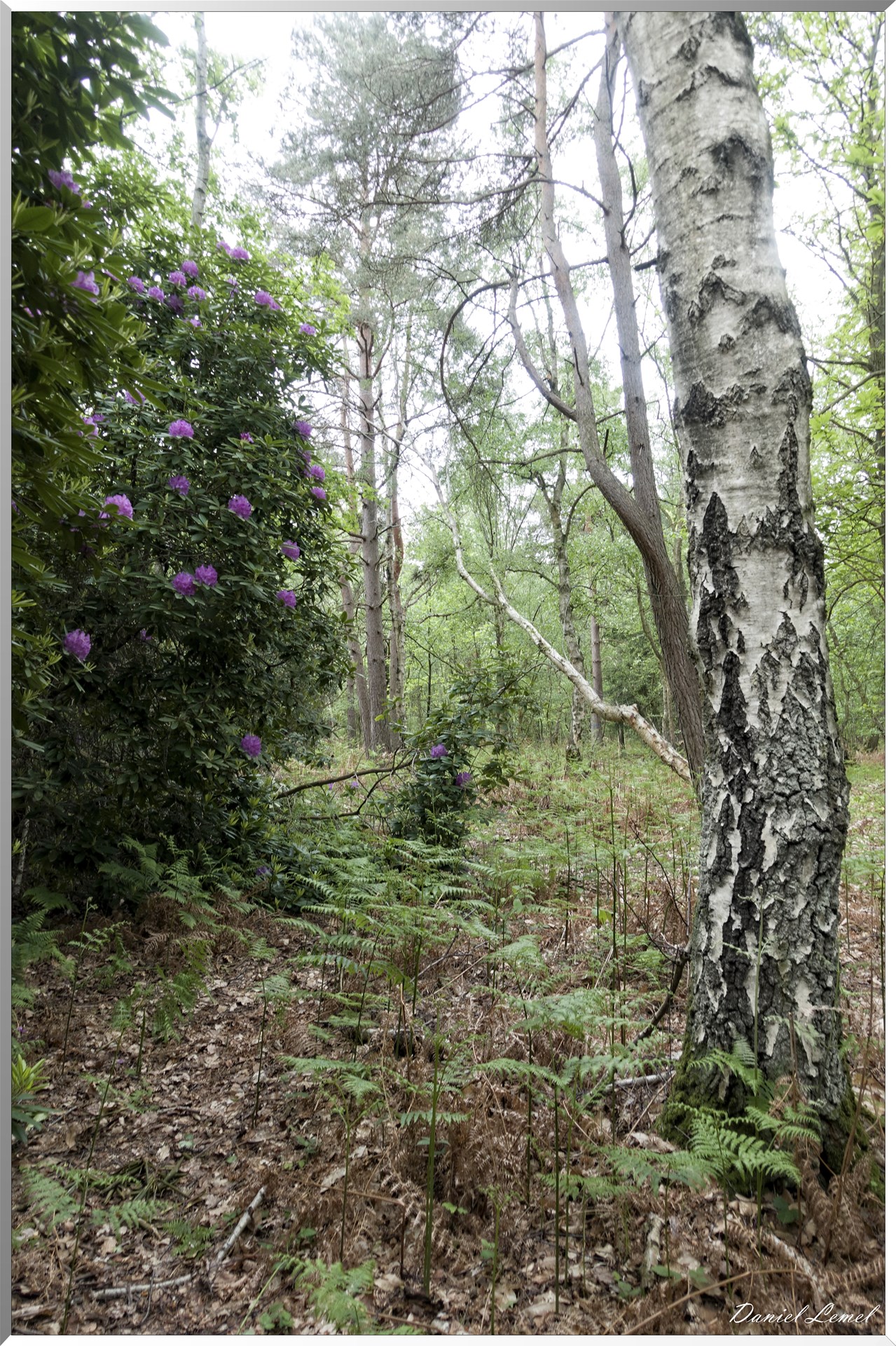 Saint-Pierre-de-Bailleul