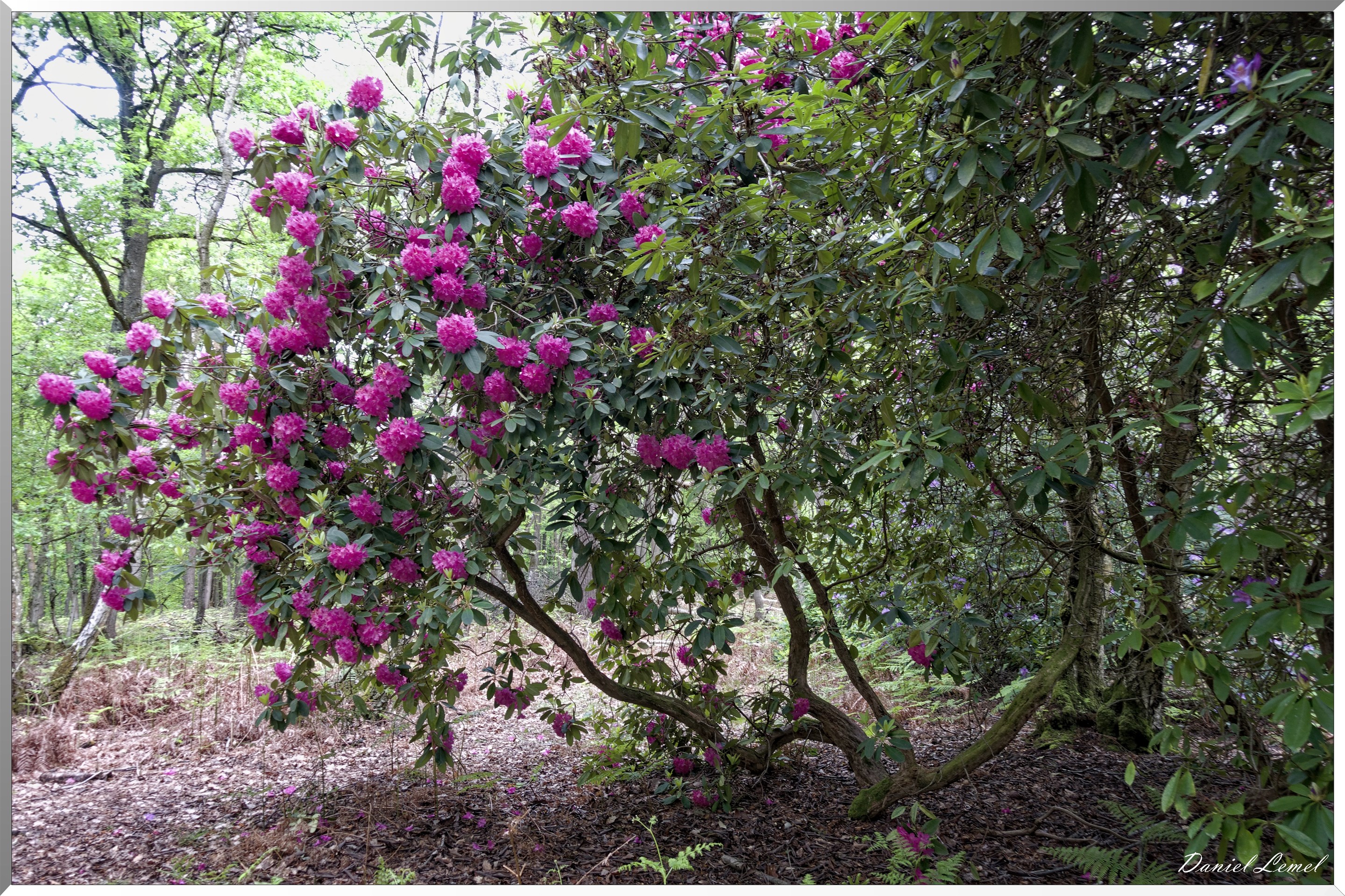 Saint-Pierre-de-Bailleul