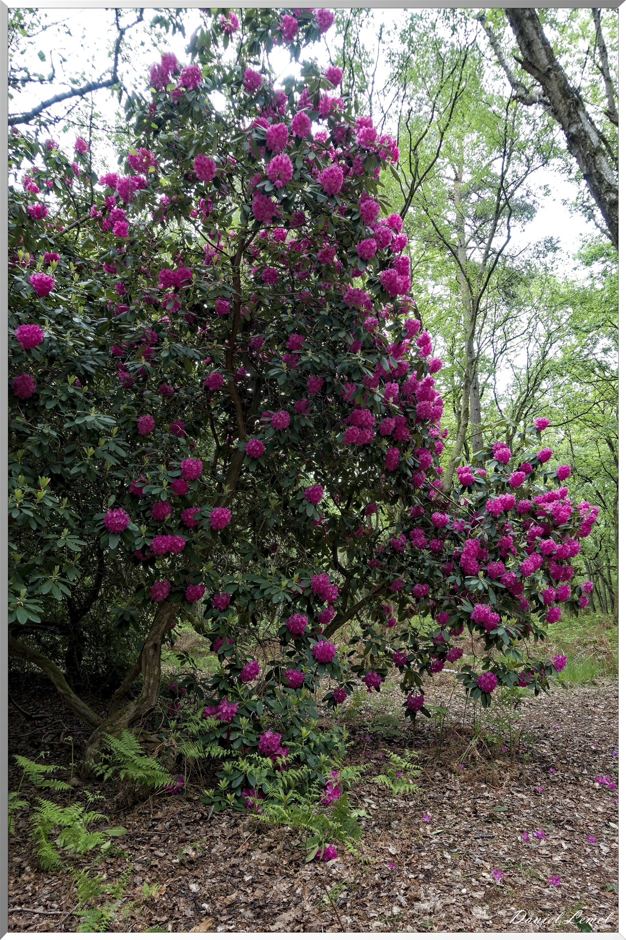 Saint-Pierre-de-Bailleul