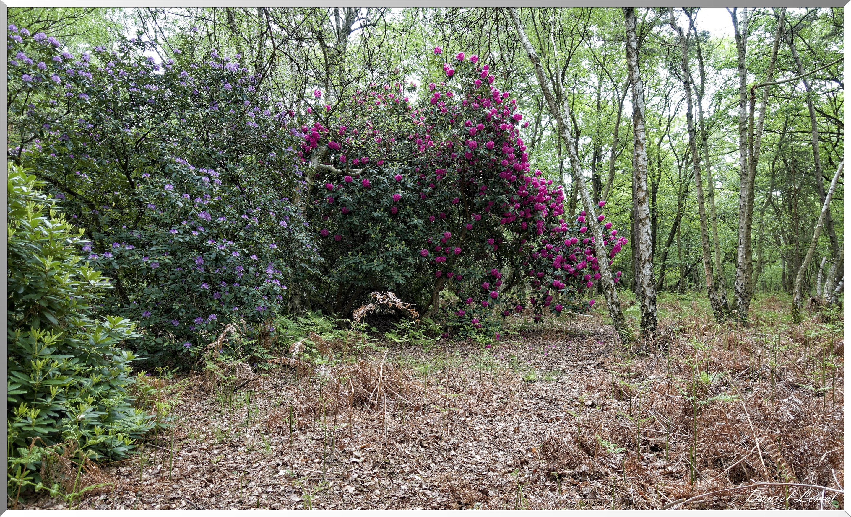 Saint-Pierre-de-Bailleul