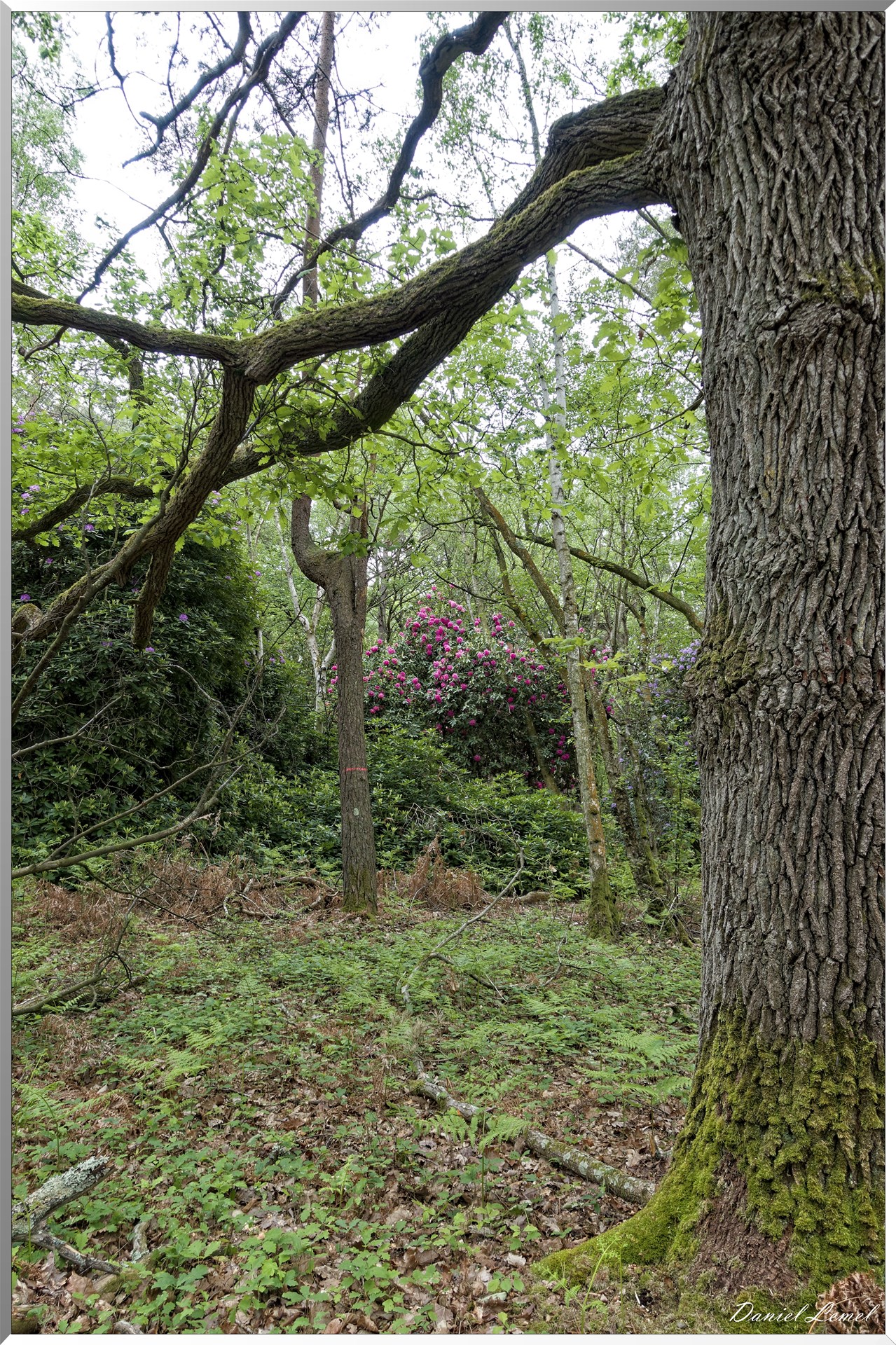 Saint-Pierre-de-Bailleul