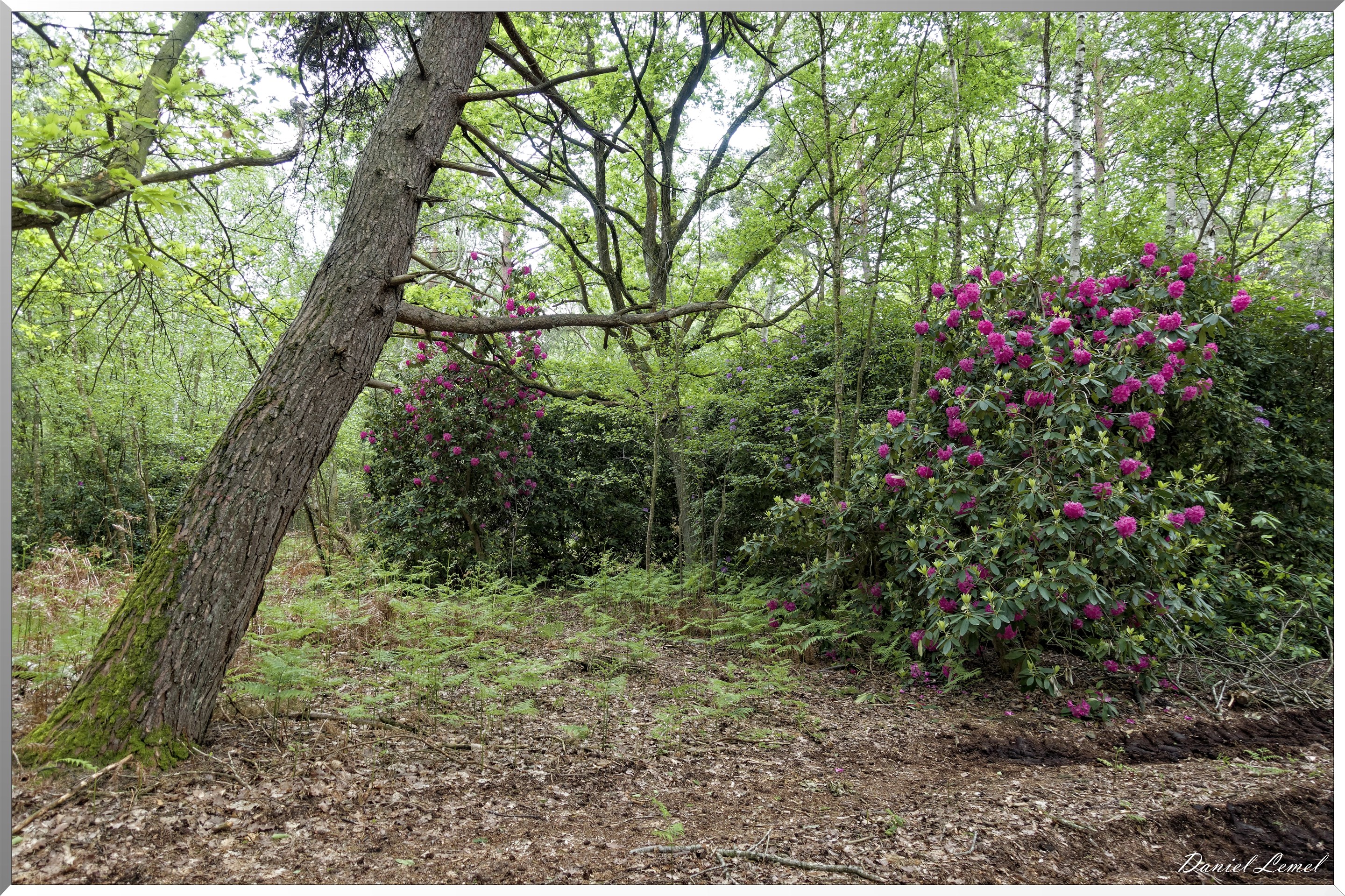 Saint-Pierre-de-Bailleul