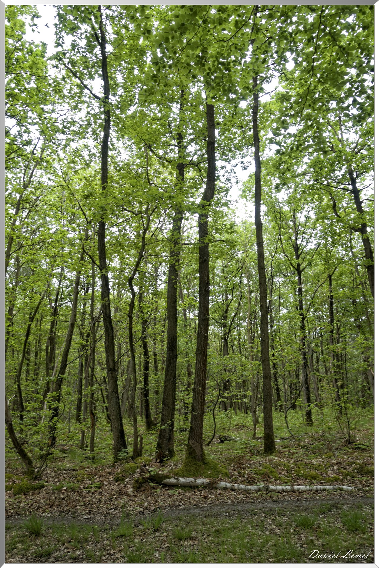 Saint-Pierre-de-Bailleul