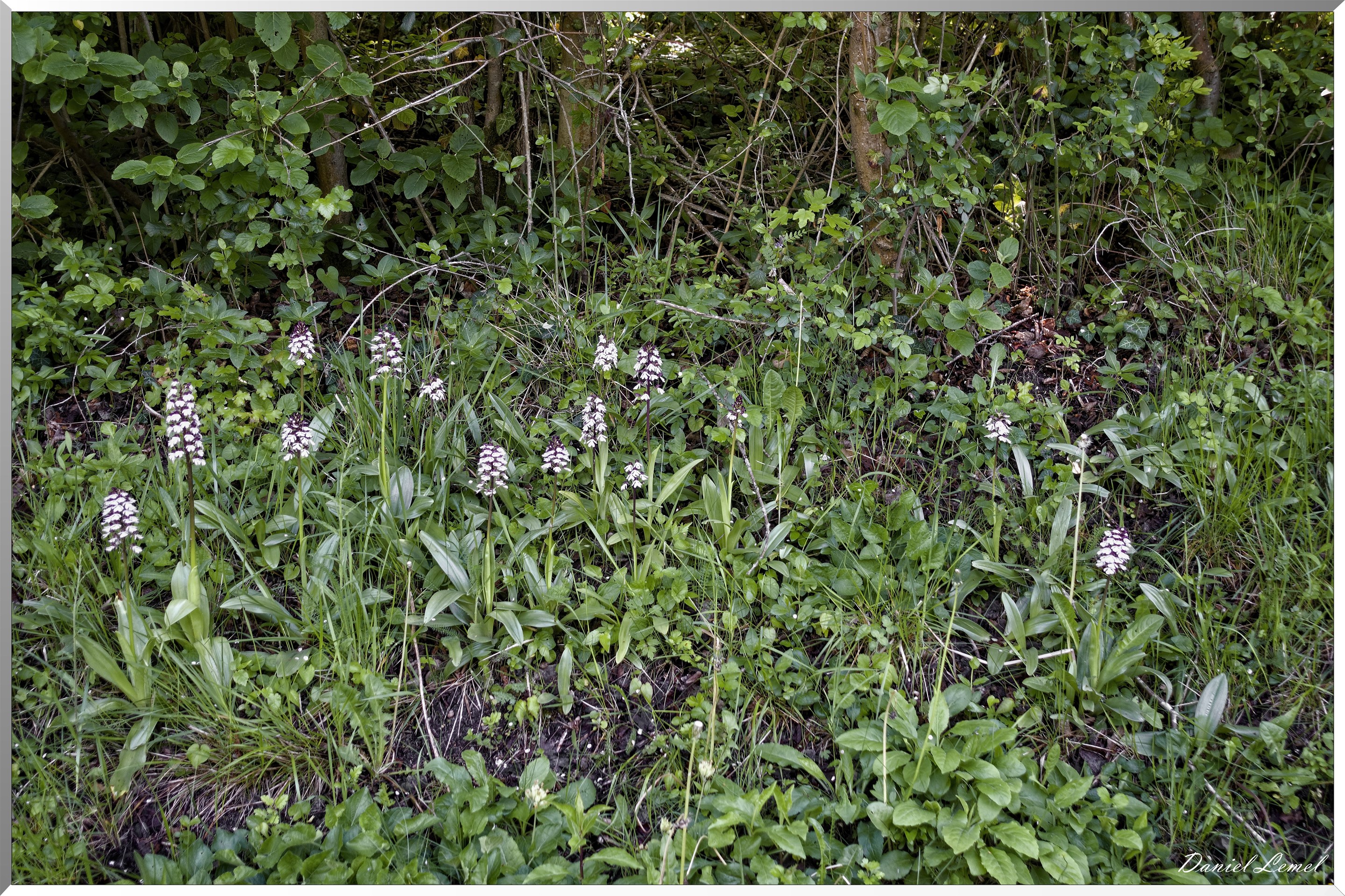 Saint-Pierre-de-Bailleul