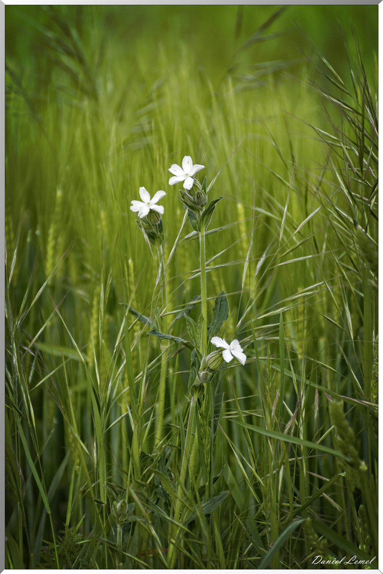 Saint-Pierre-de-Bailleul