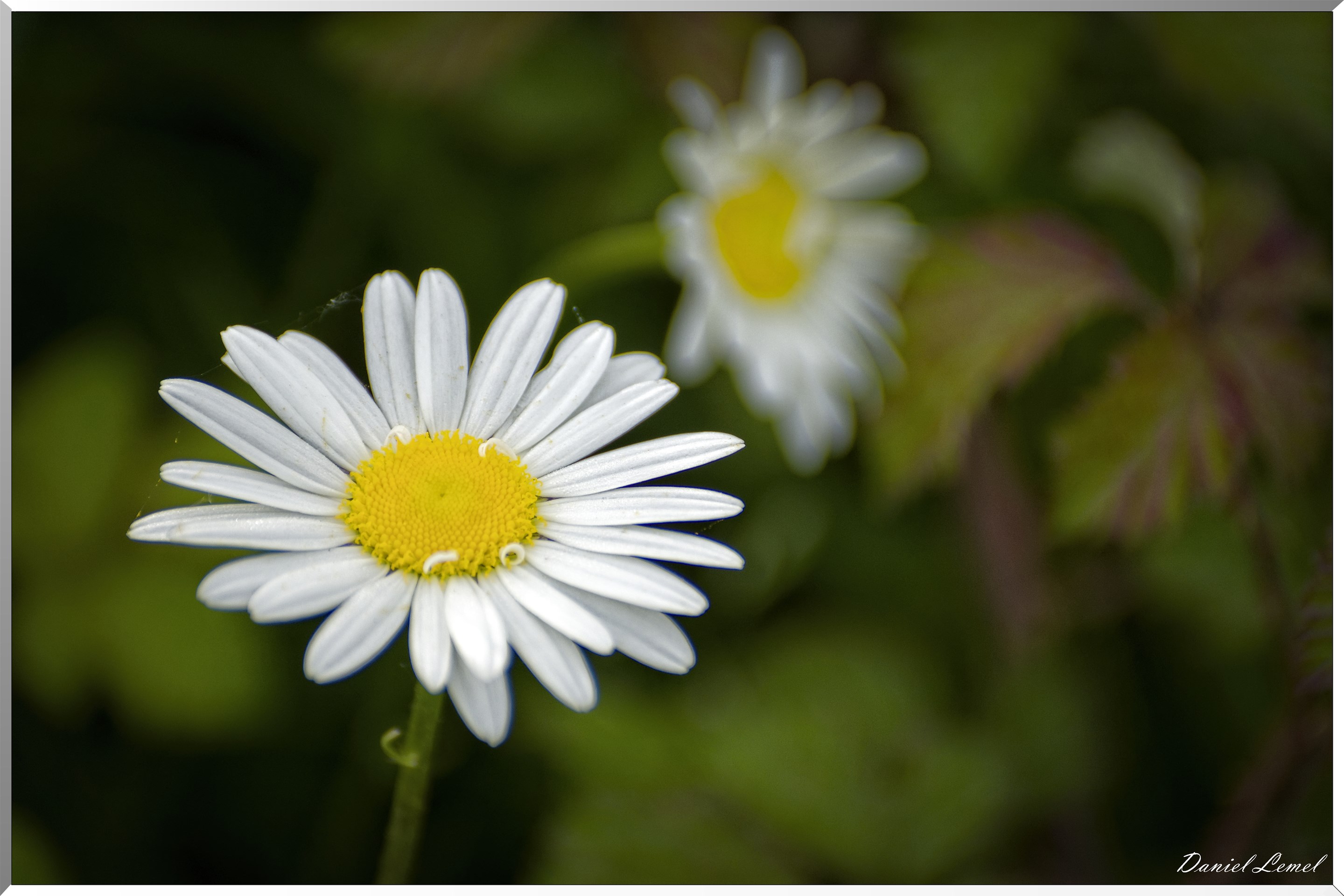 Saint-Pierre-de-Bailleul