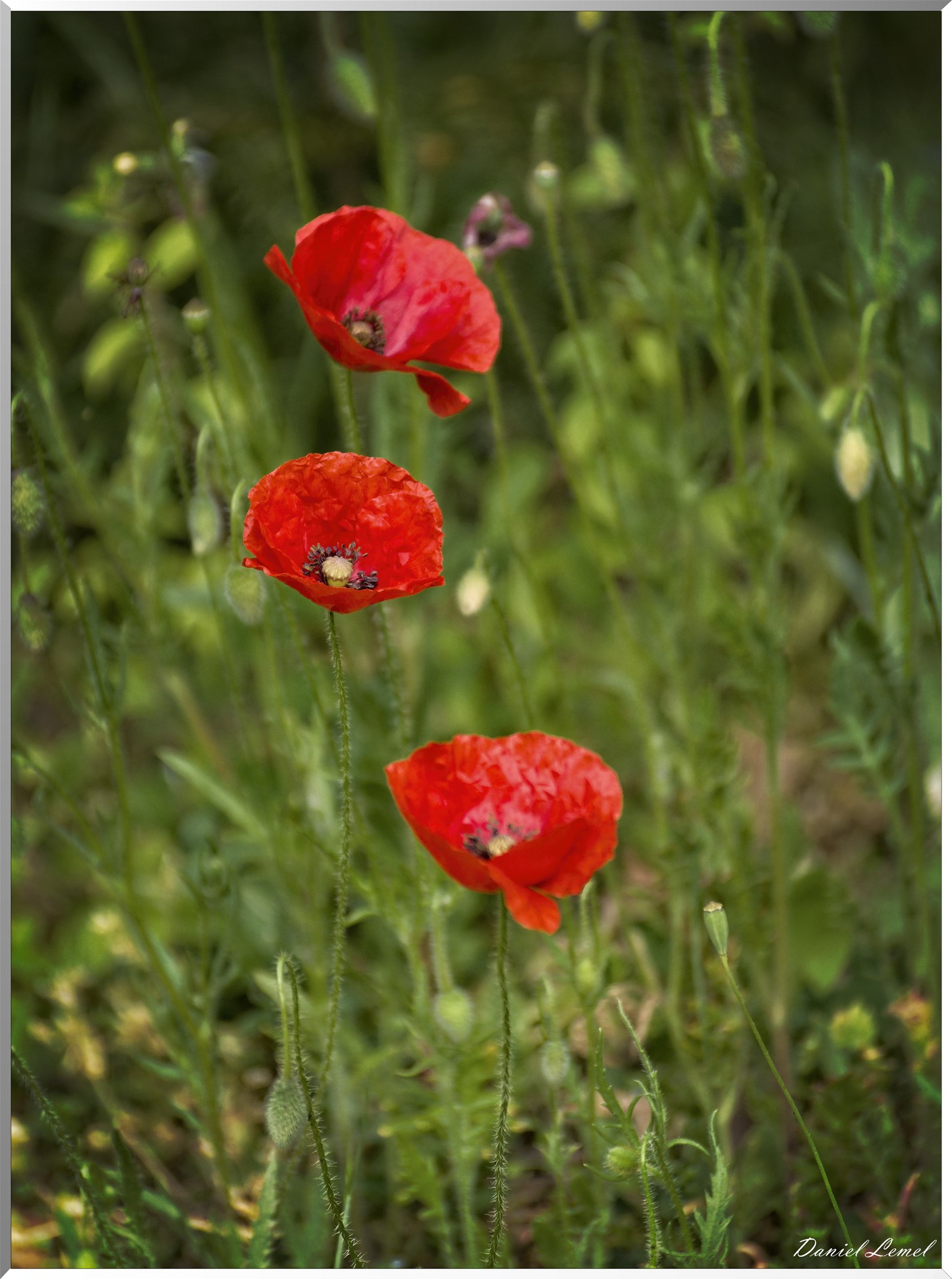 Saint-Pierre-de-Bailleul