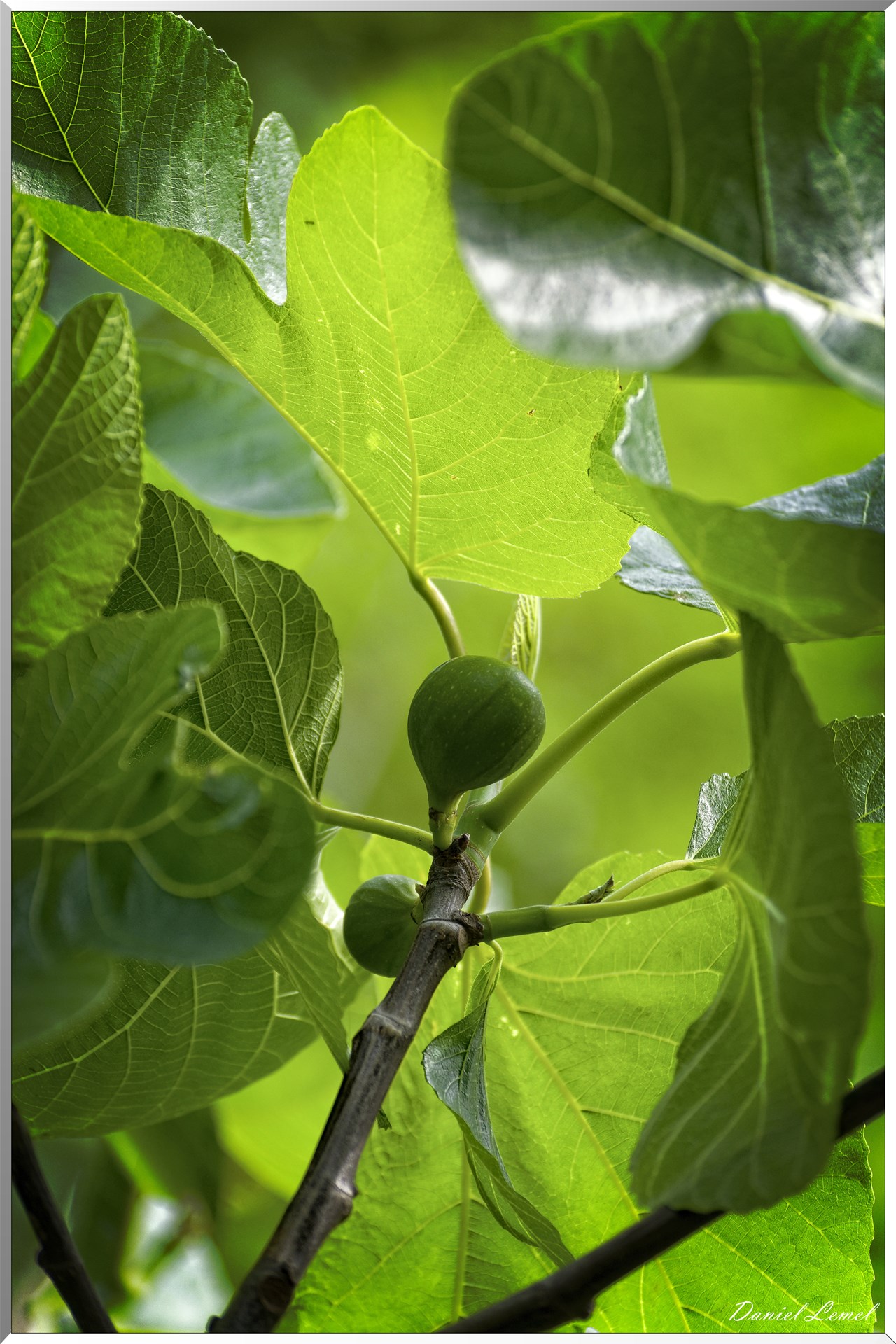 Saint-Pierre-de-Bailleul