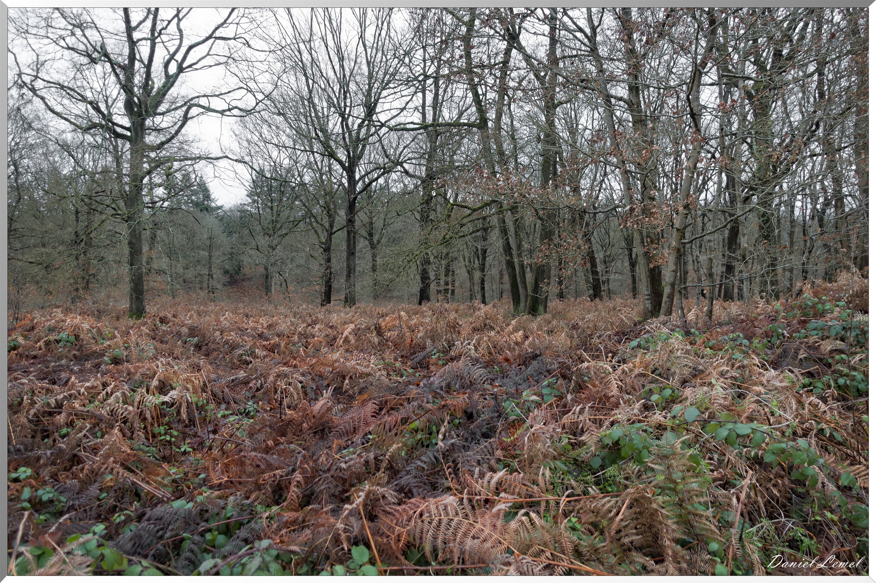 Vernon - Forêt du LRBA