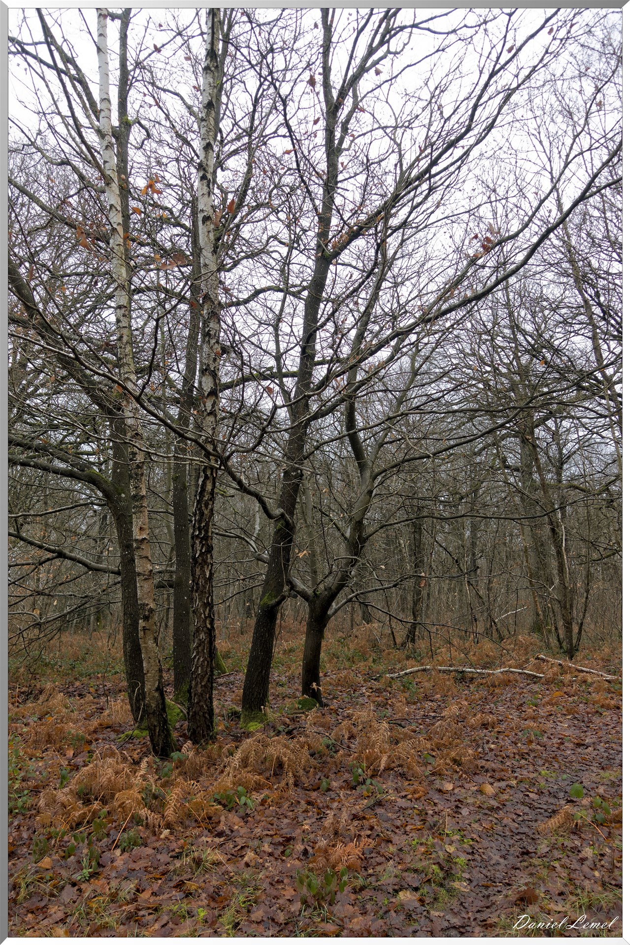 Vernon - Forêt du LRBA