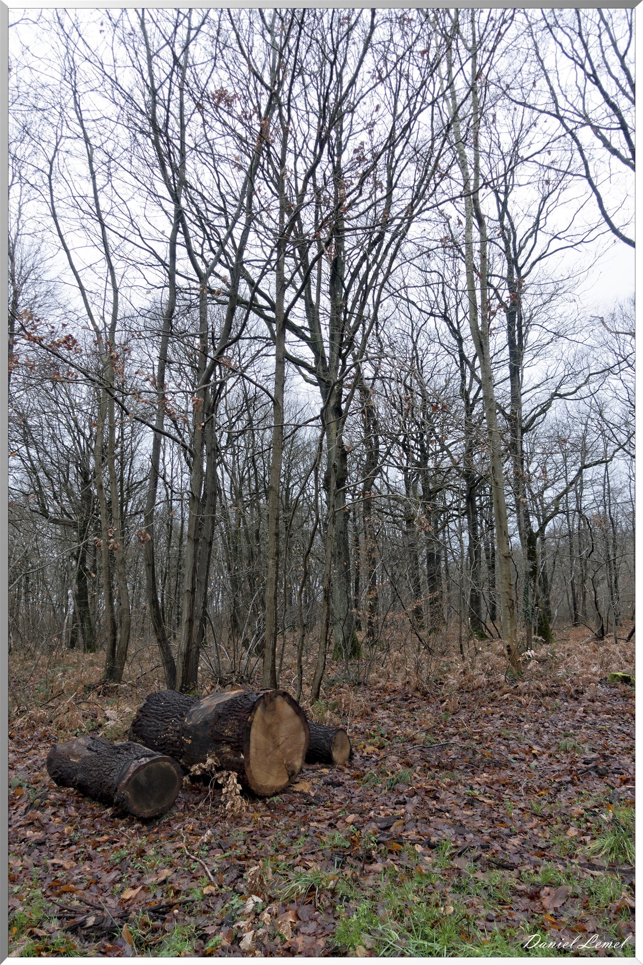 Vernon - Forêt du LRBA