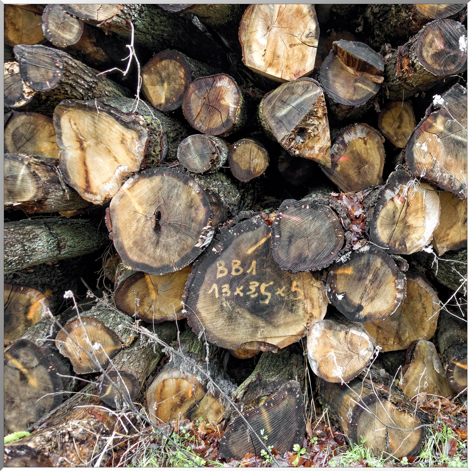Vernon - Forêt du LRBA