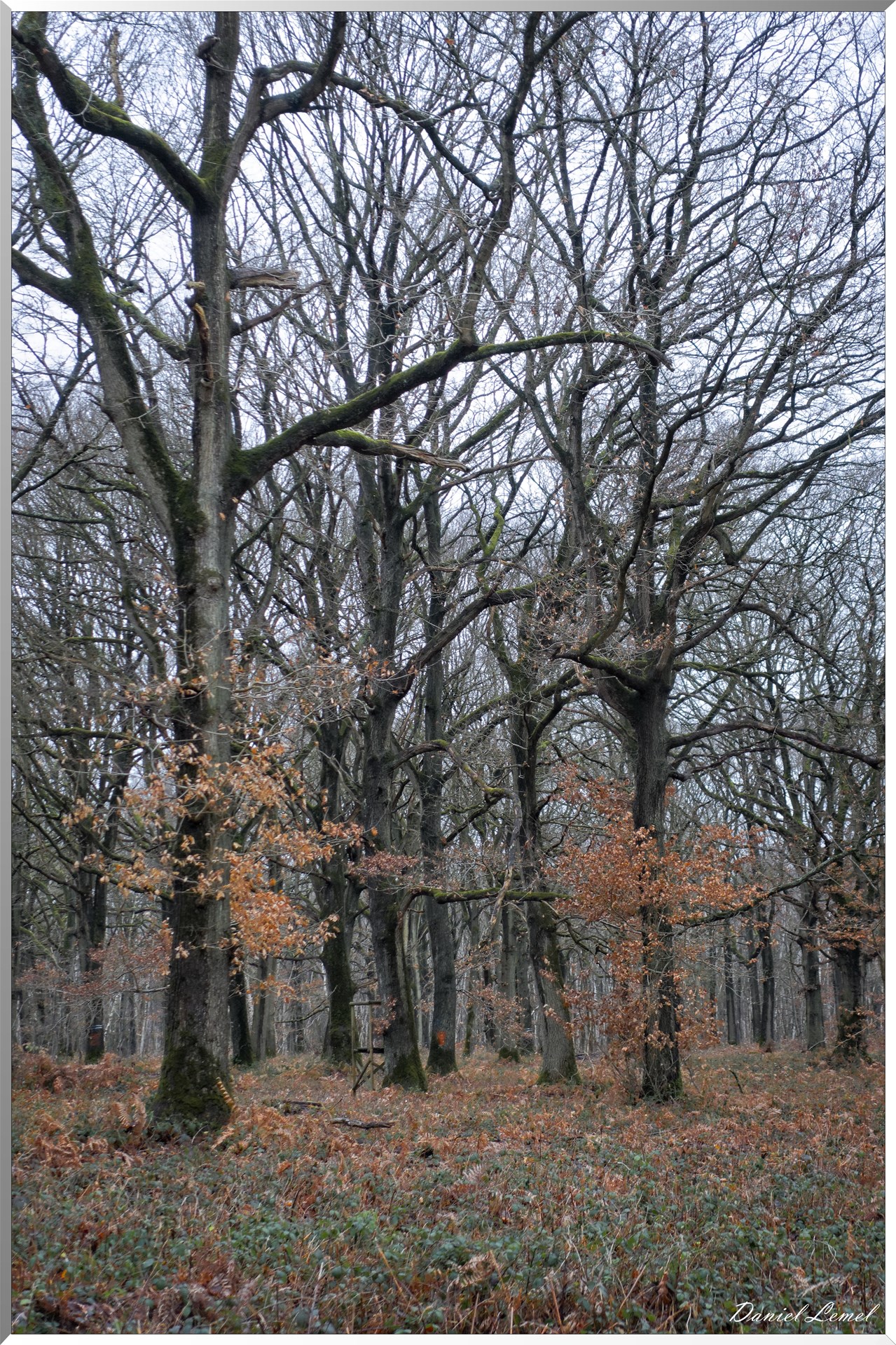 Vernon - Forêt du LRBA