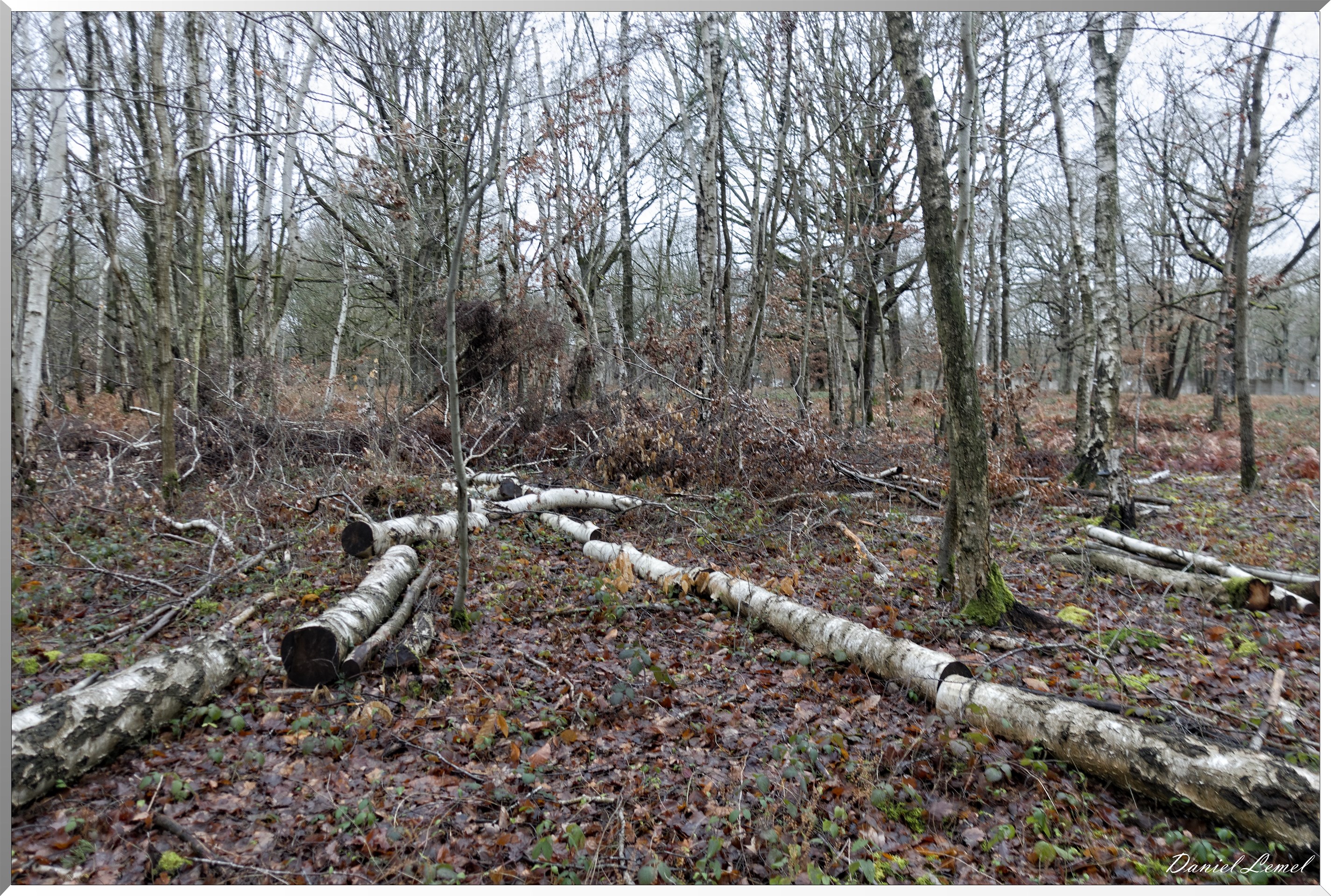 Vernon - Forêt du LRBA