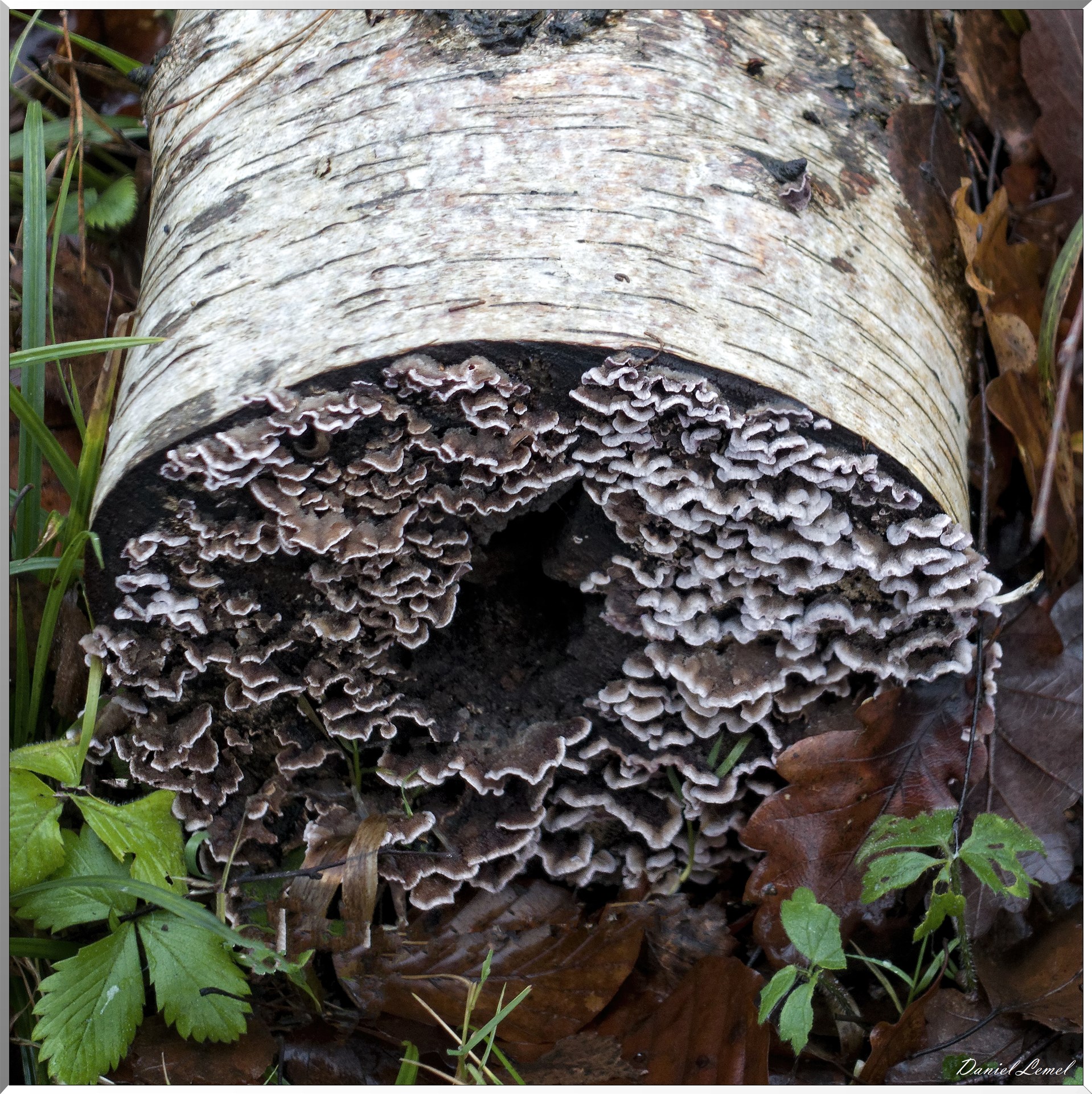 Vernon - Forêt du LRBA