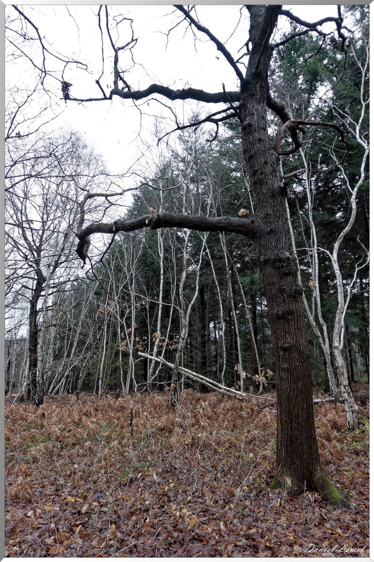 Vernon - Forêt du LRBA
