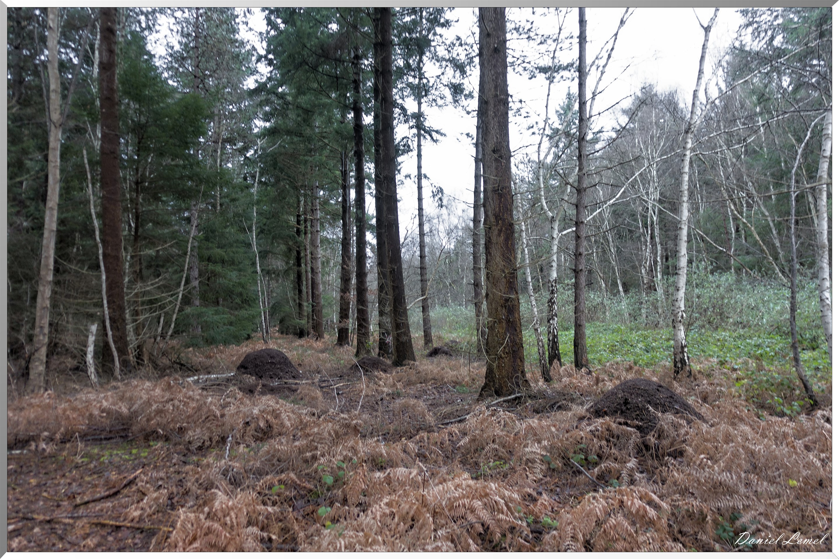 Vernon - Forêt du LRBA