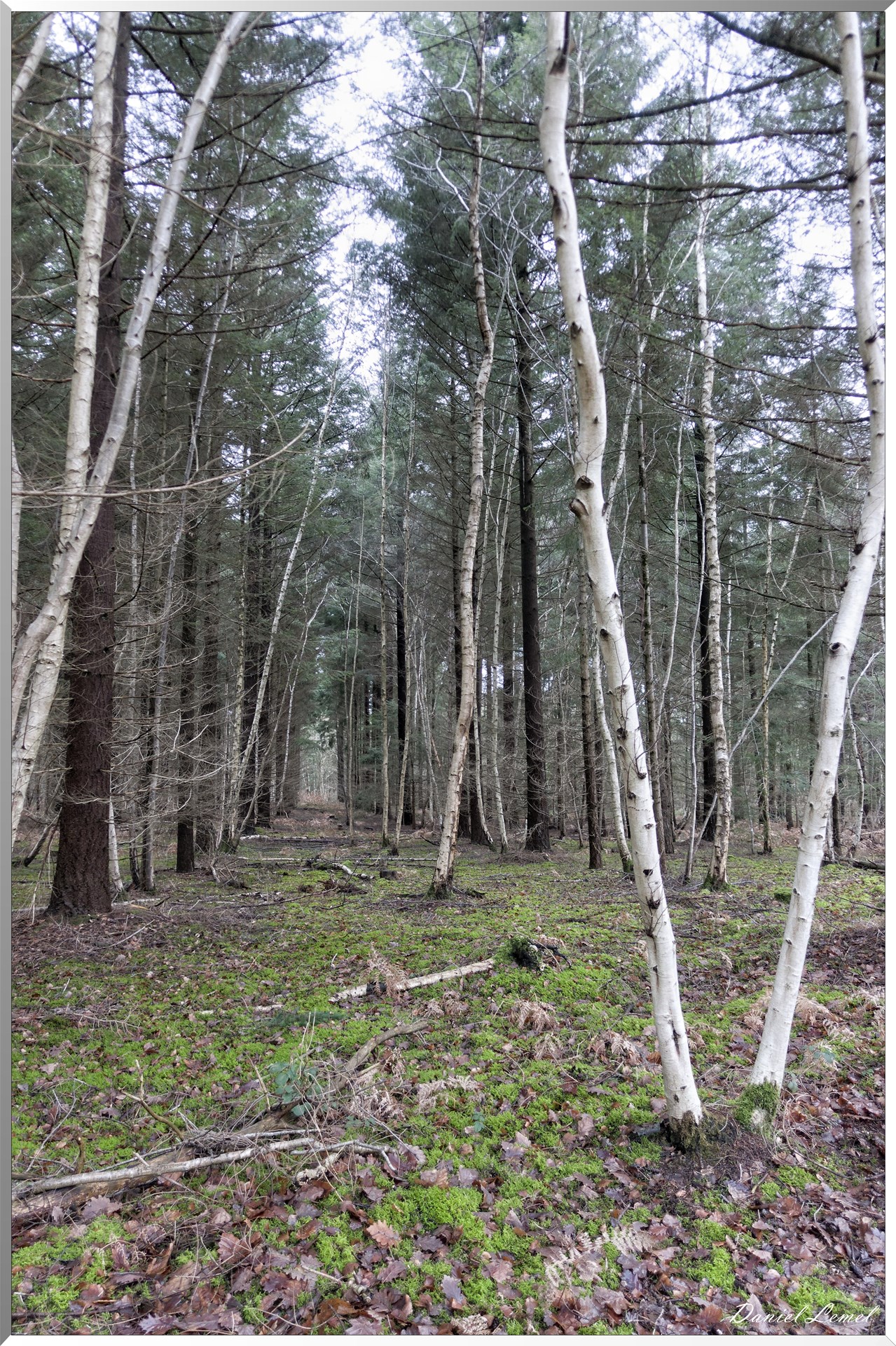 Vernon - Forêt du LRBA