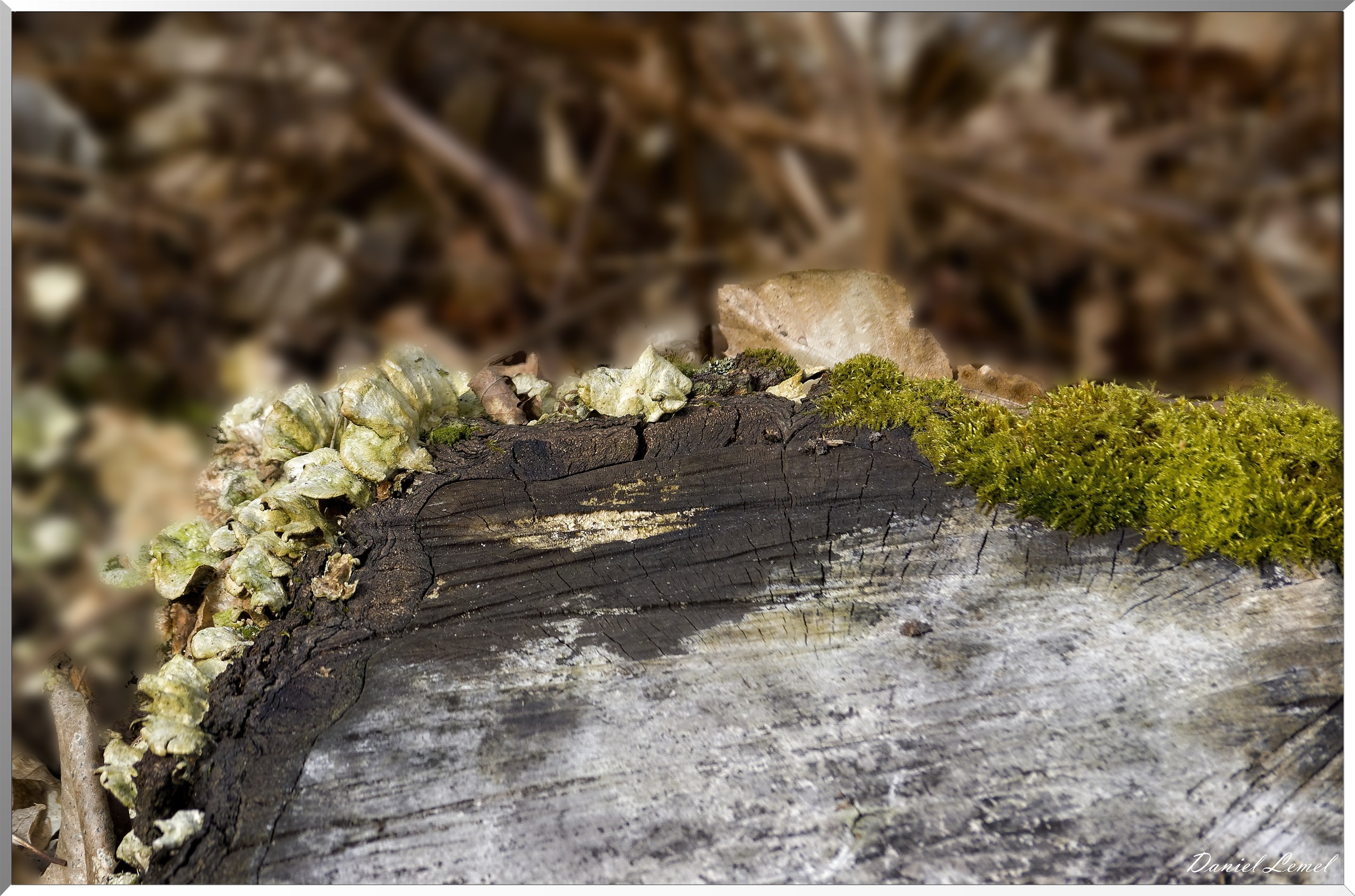 Vernon - Forêt du LRBA
