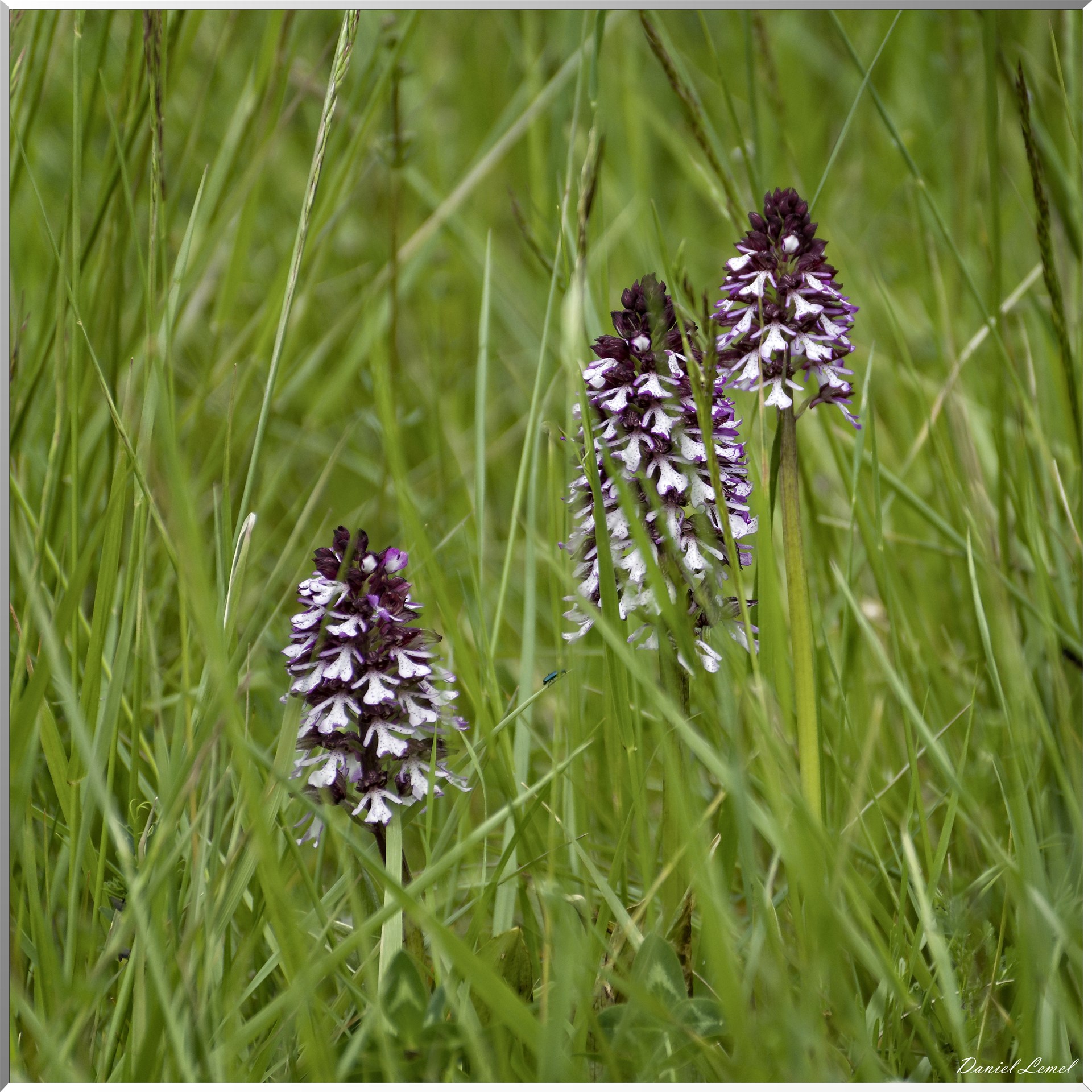 Ambleville-Omerville-Magnitot