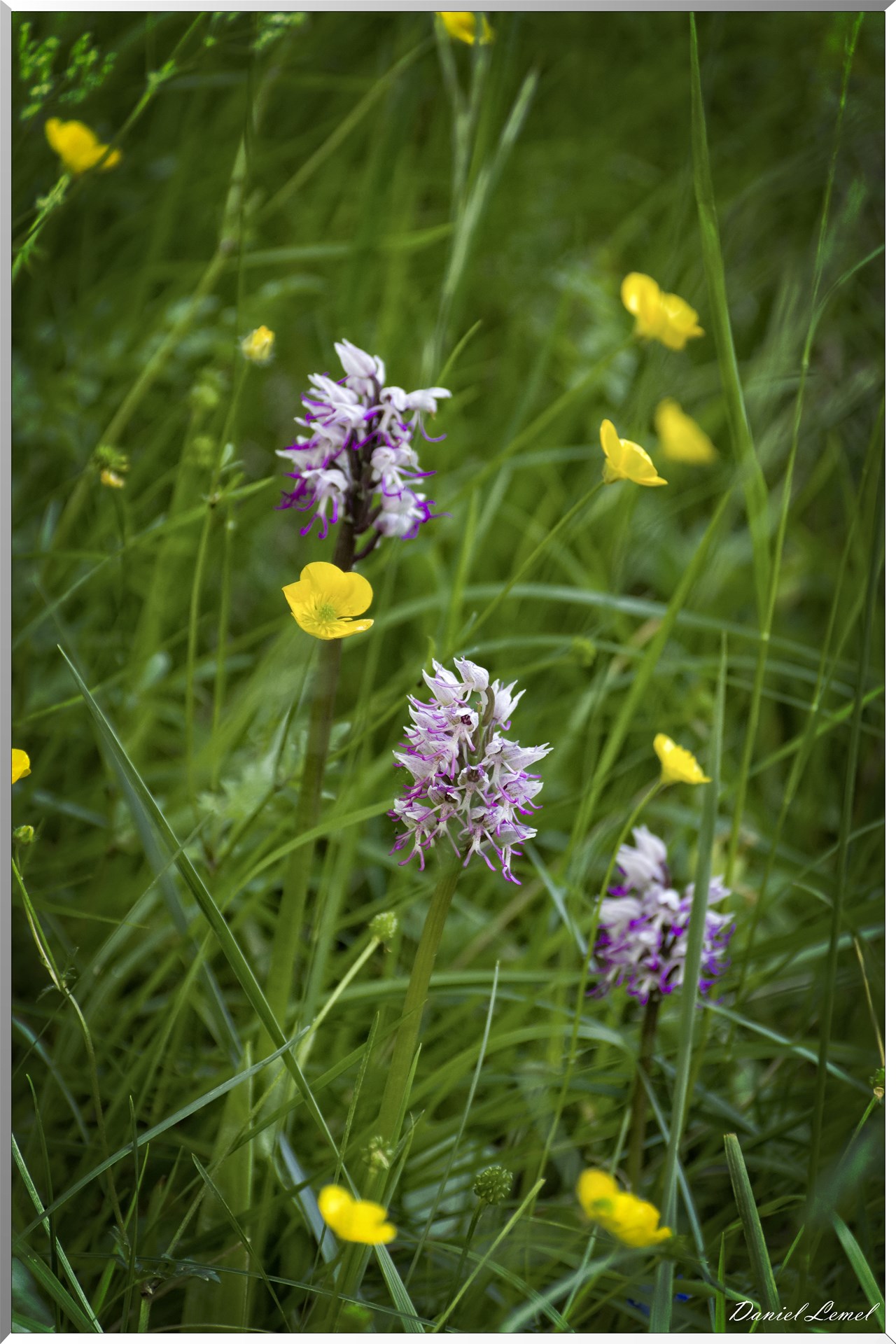 Ambleville-Omerville-Magnitot