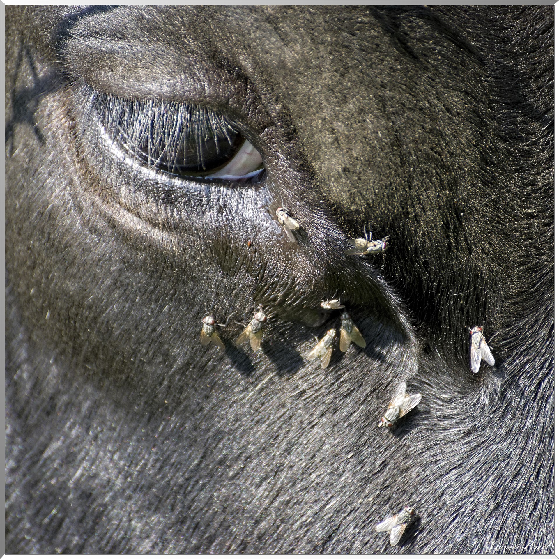 Notre-Dame-de-la-Mer