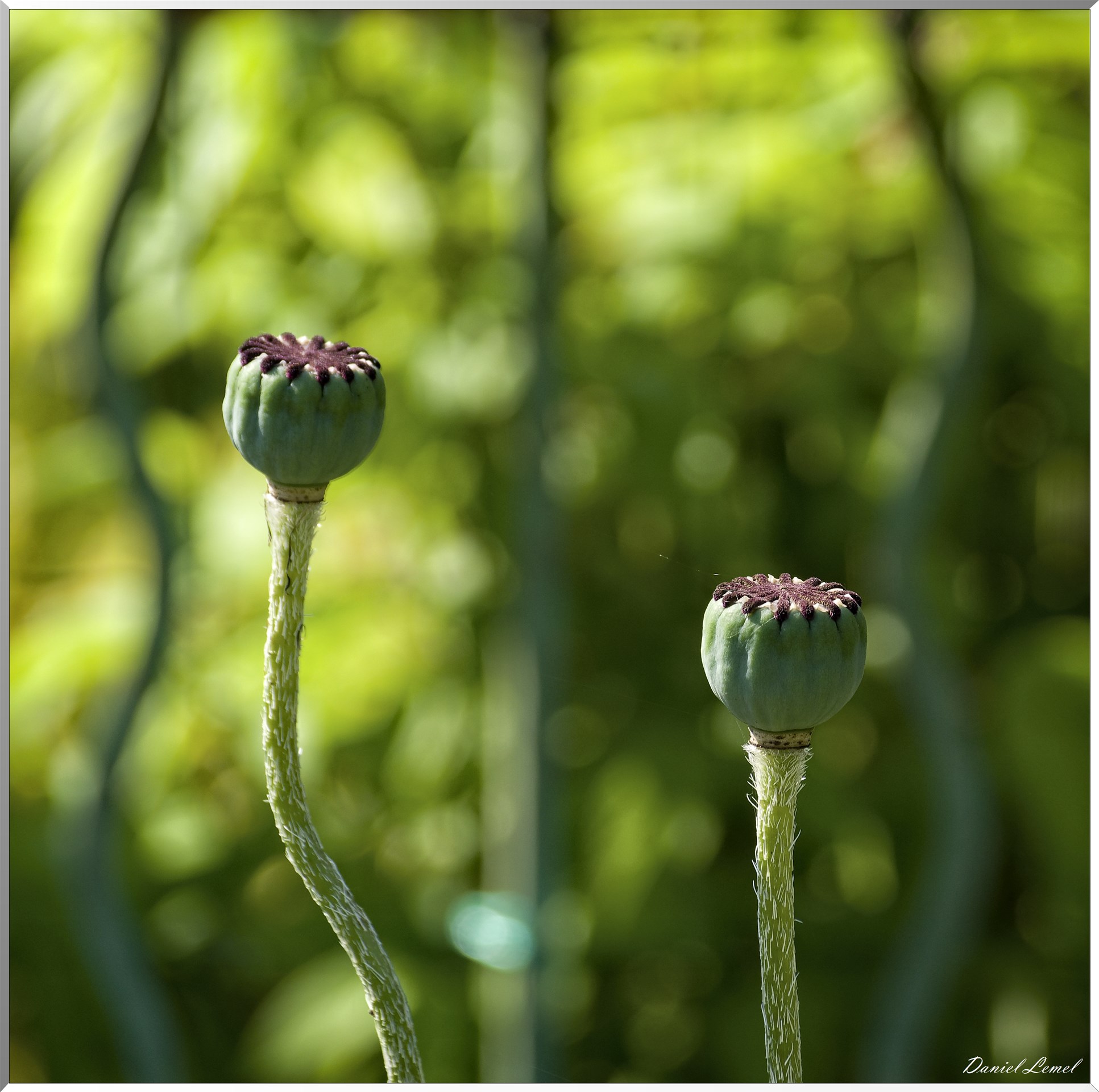 Notre-Dame-de-la-Mer