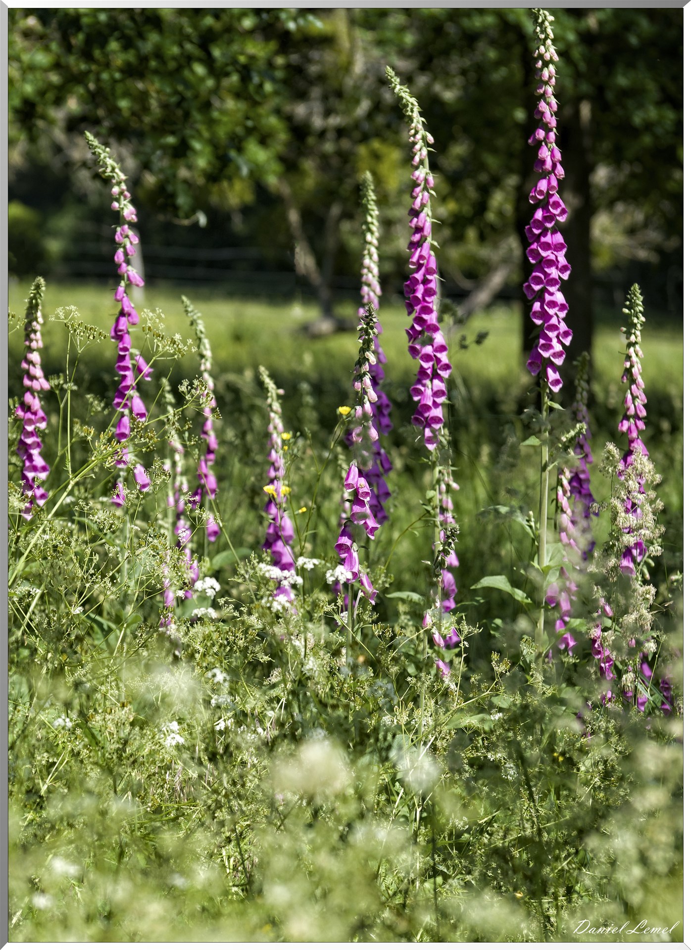 Notre-Dame-de-la-Mer