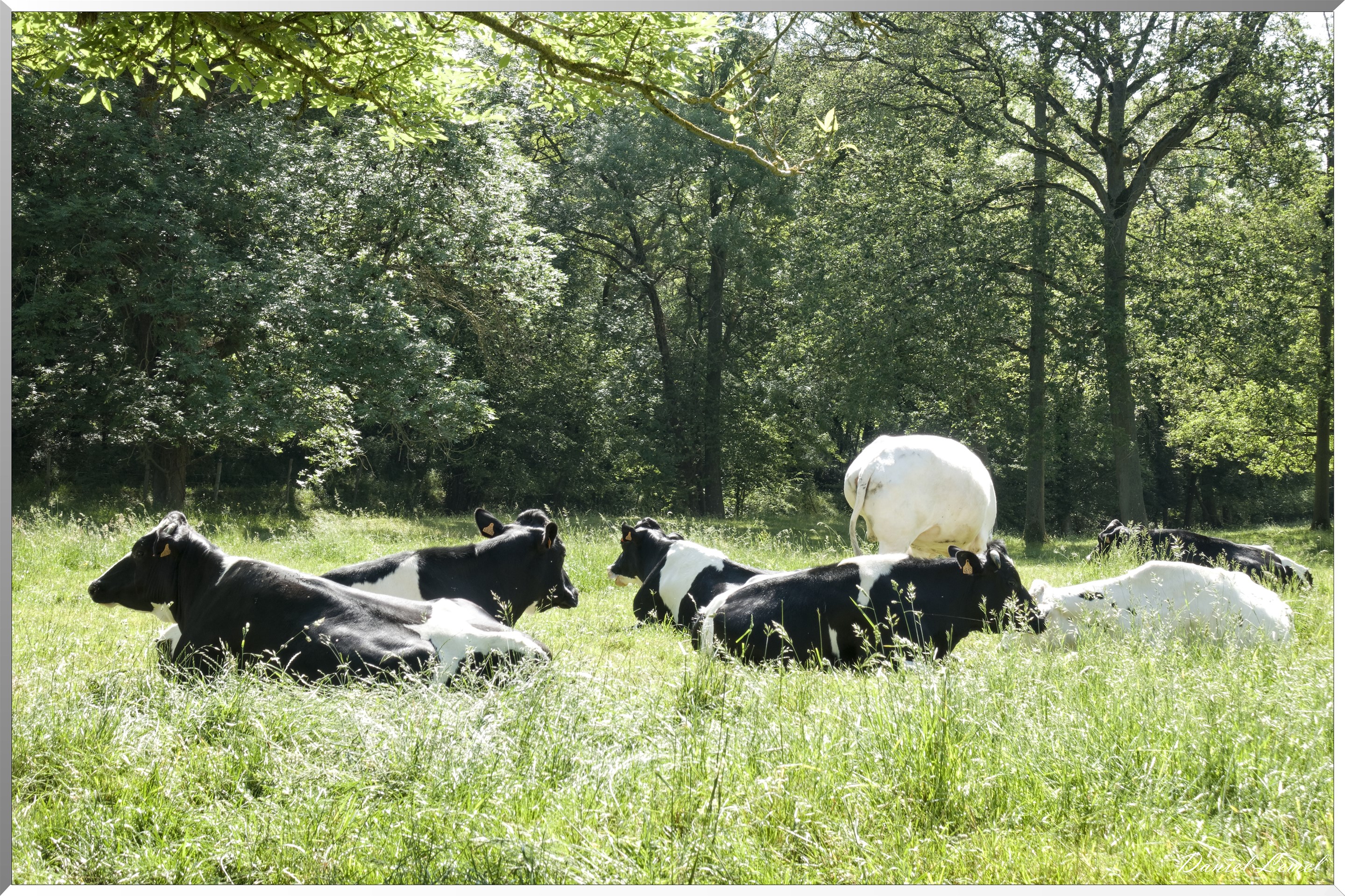 Notre-Dame-de-la-Mer