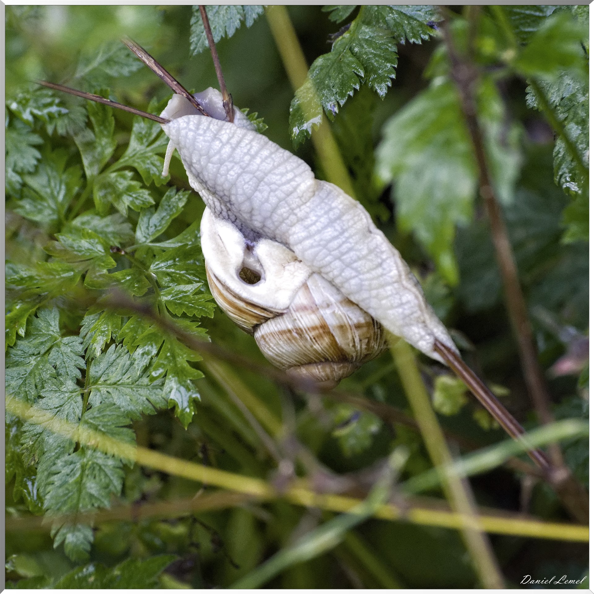 Saint-Denis-le-Ferment