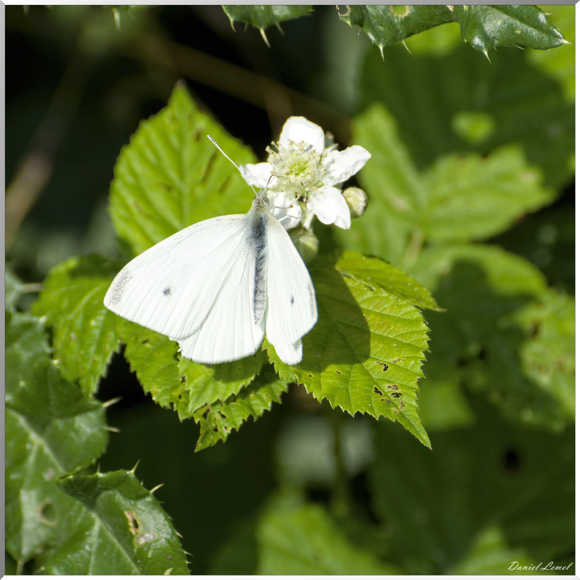 Saint-Denis-le-Ferment