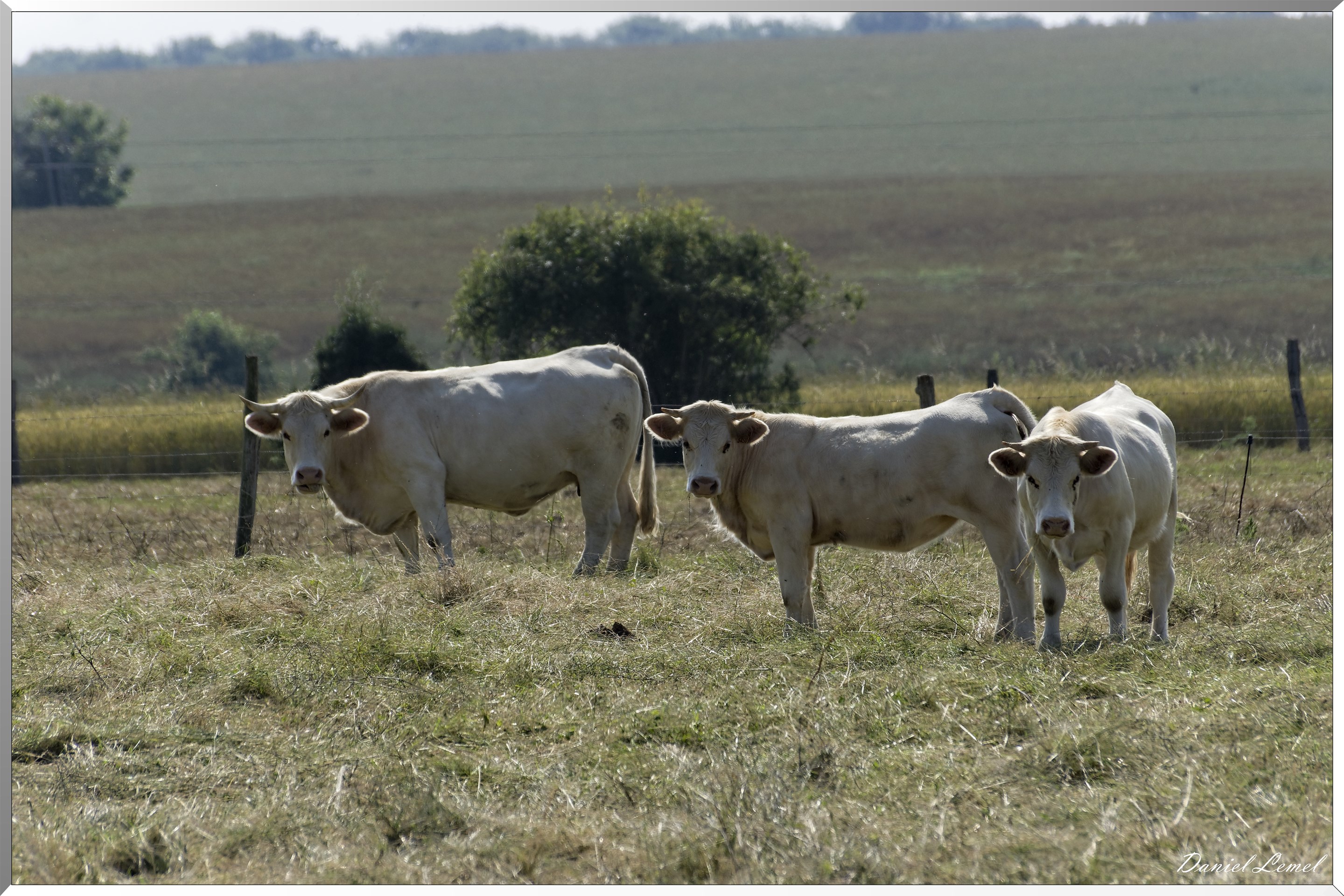 Saint-Denis-le-Ferment